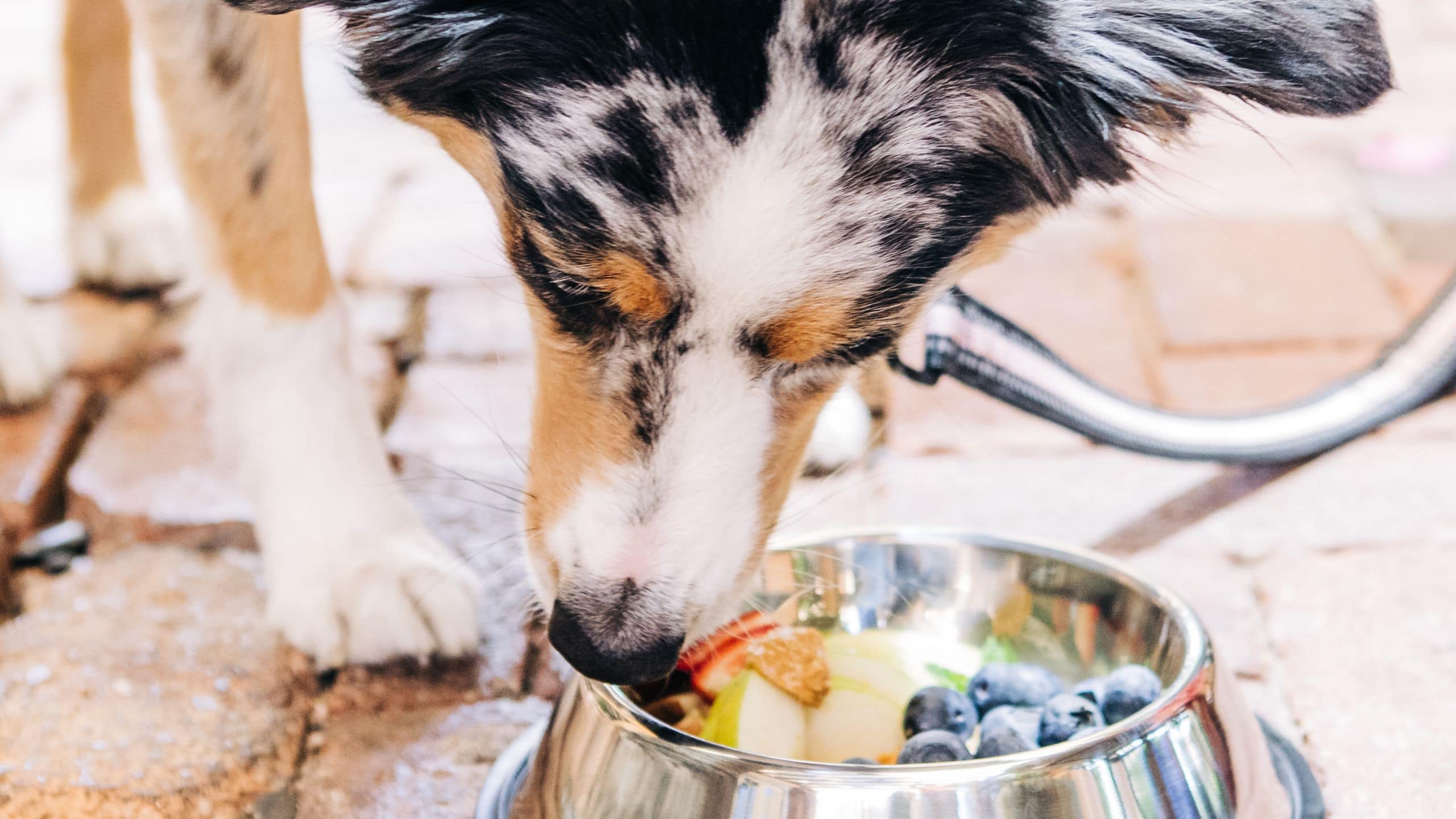 Royal Palms Resort and Spa Dog Eating Patio
