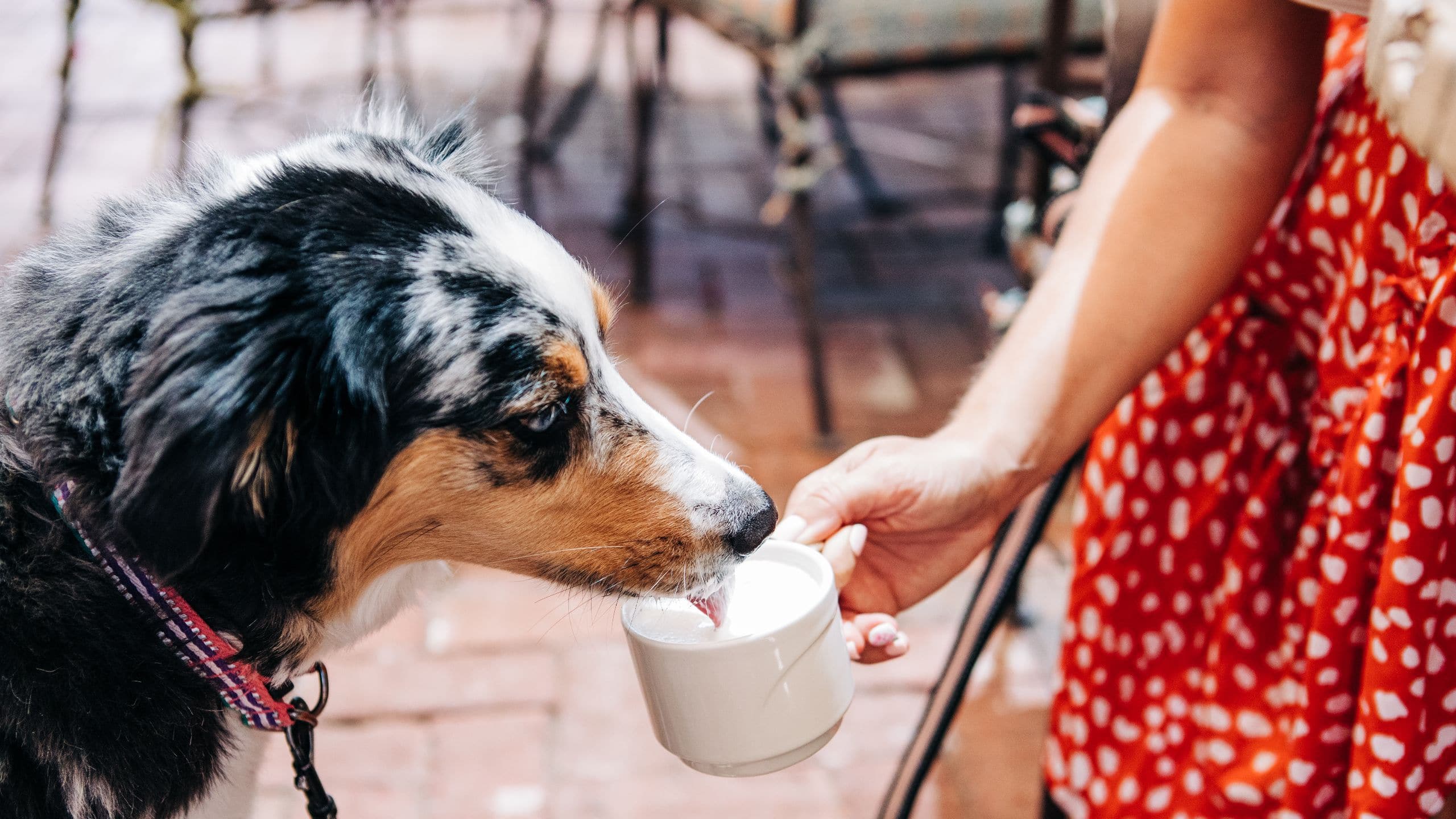 Royal Palms Resort and Spa Dog Drinking Patio