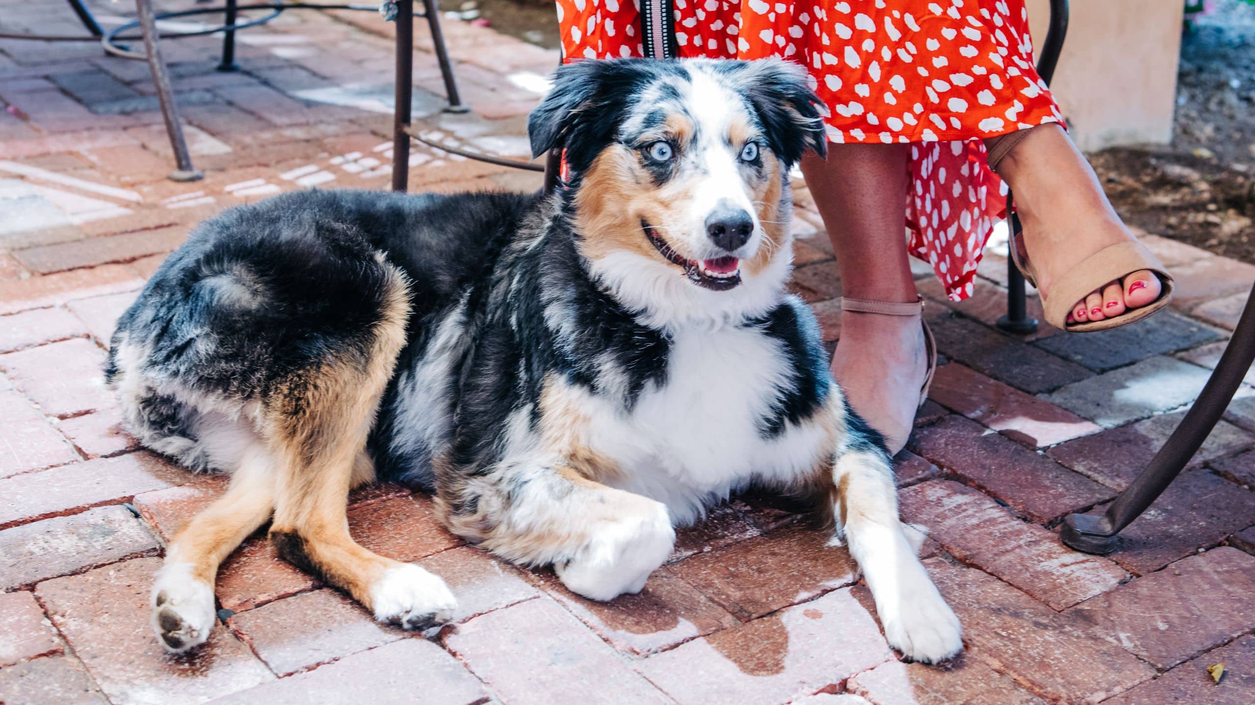 Royal Palms Resort and Spa Dog Laying Patio