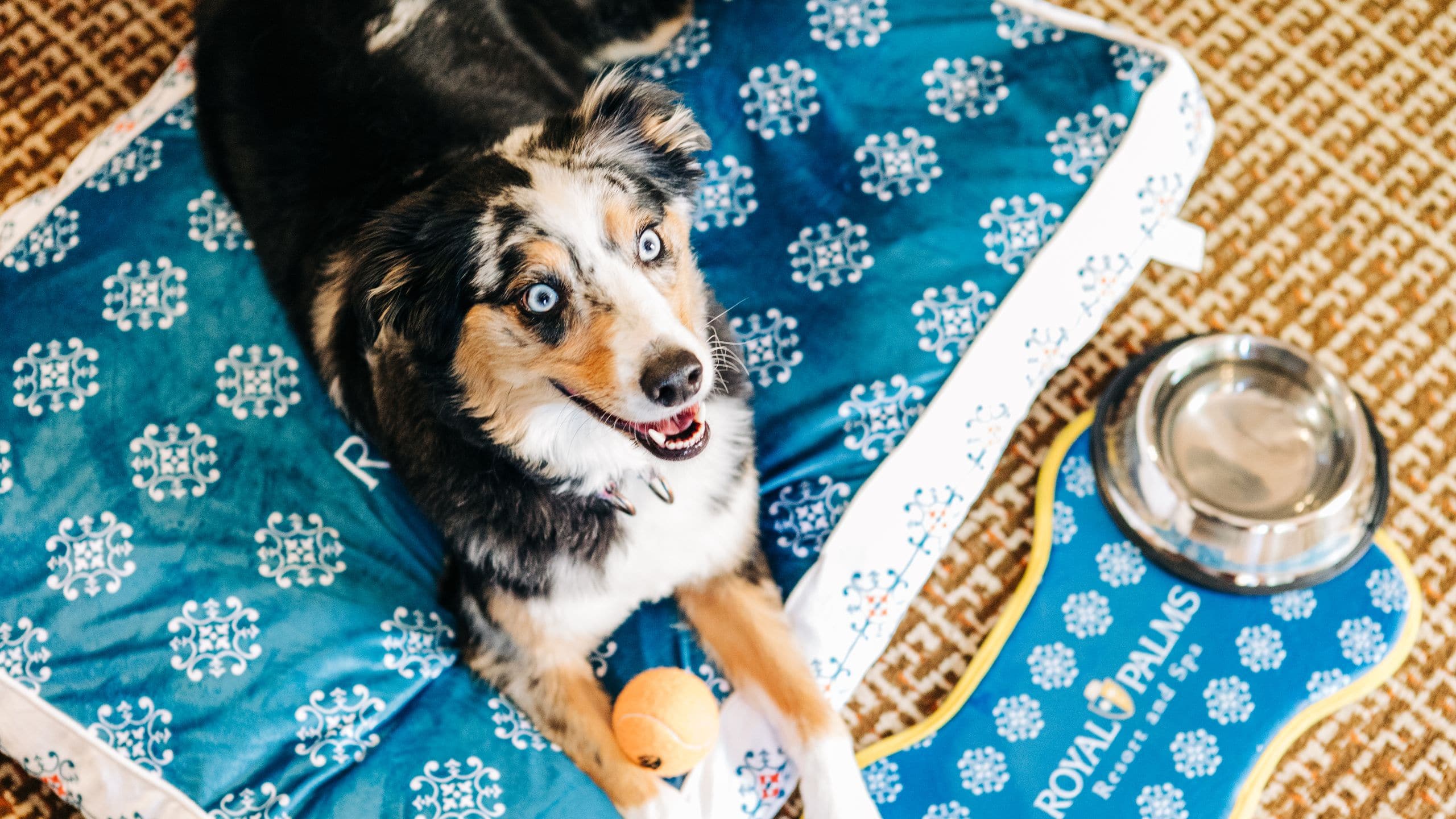 Royal Palms Resort and Spa Dog Bed Laying