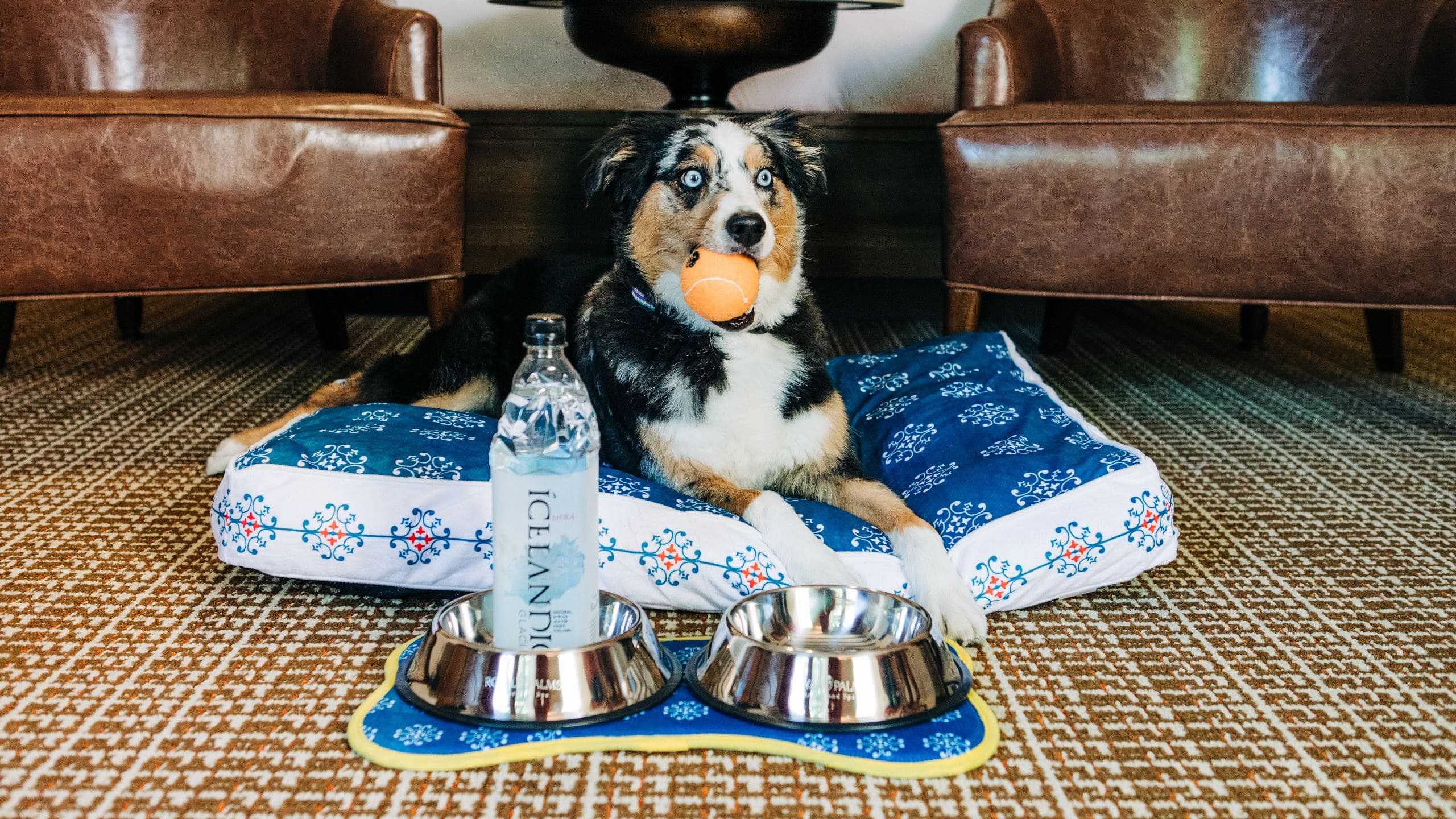 Royal Palms Resort and Spa Dog Amenities Guestroom