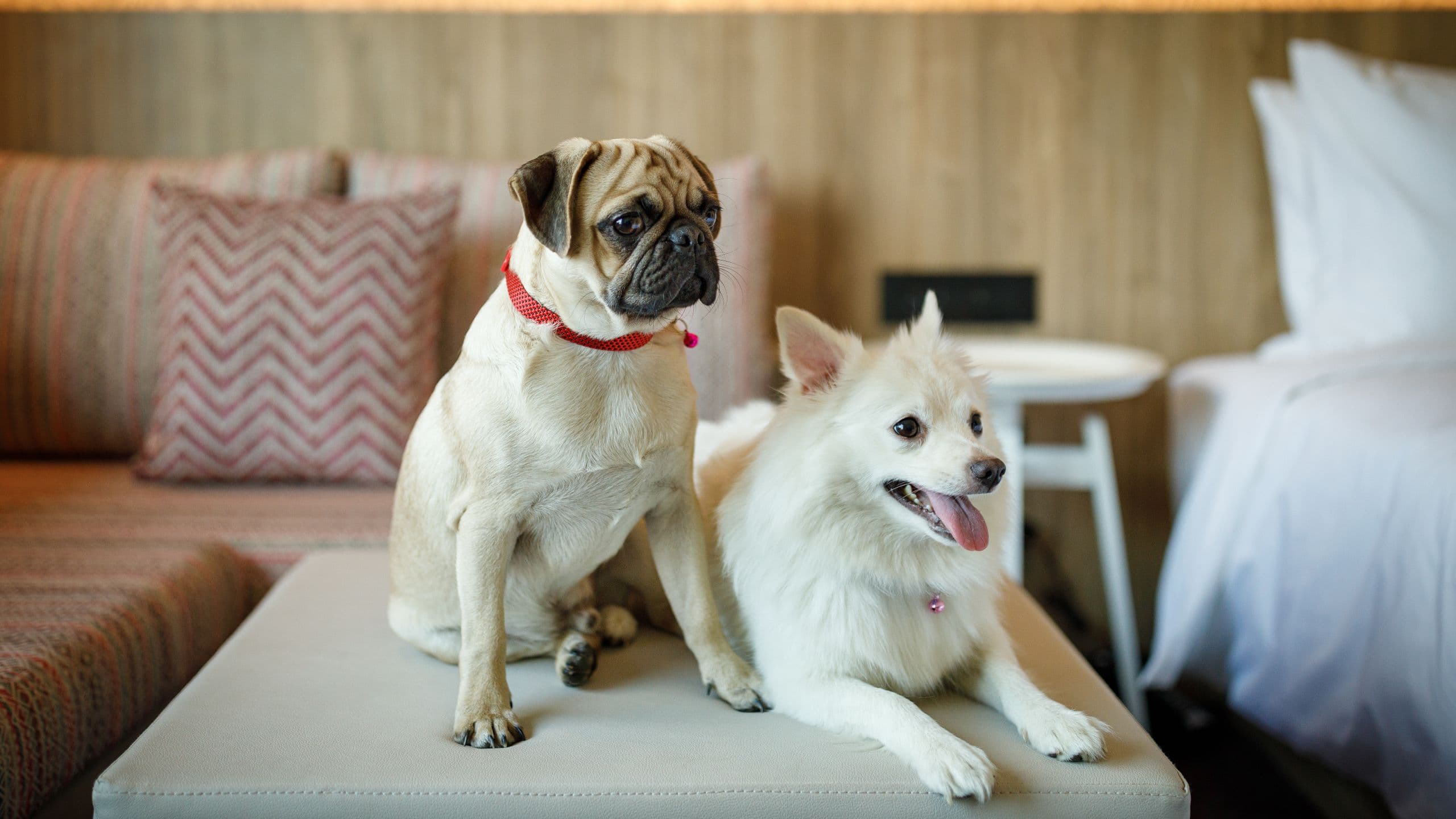 Hyatt Centric Soalteemode Kathmandu Dogs On Table
