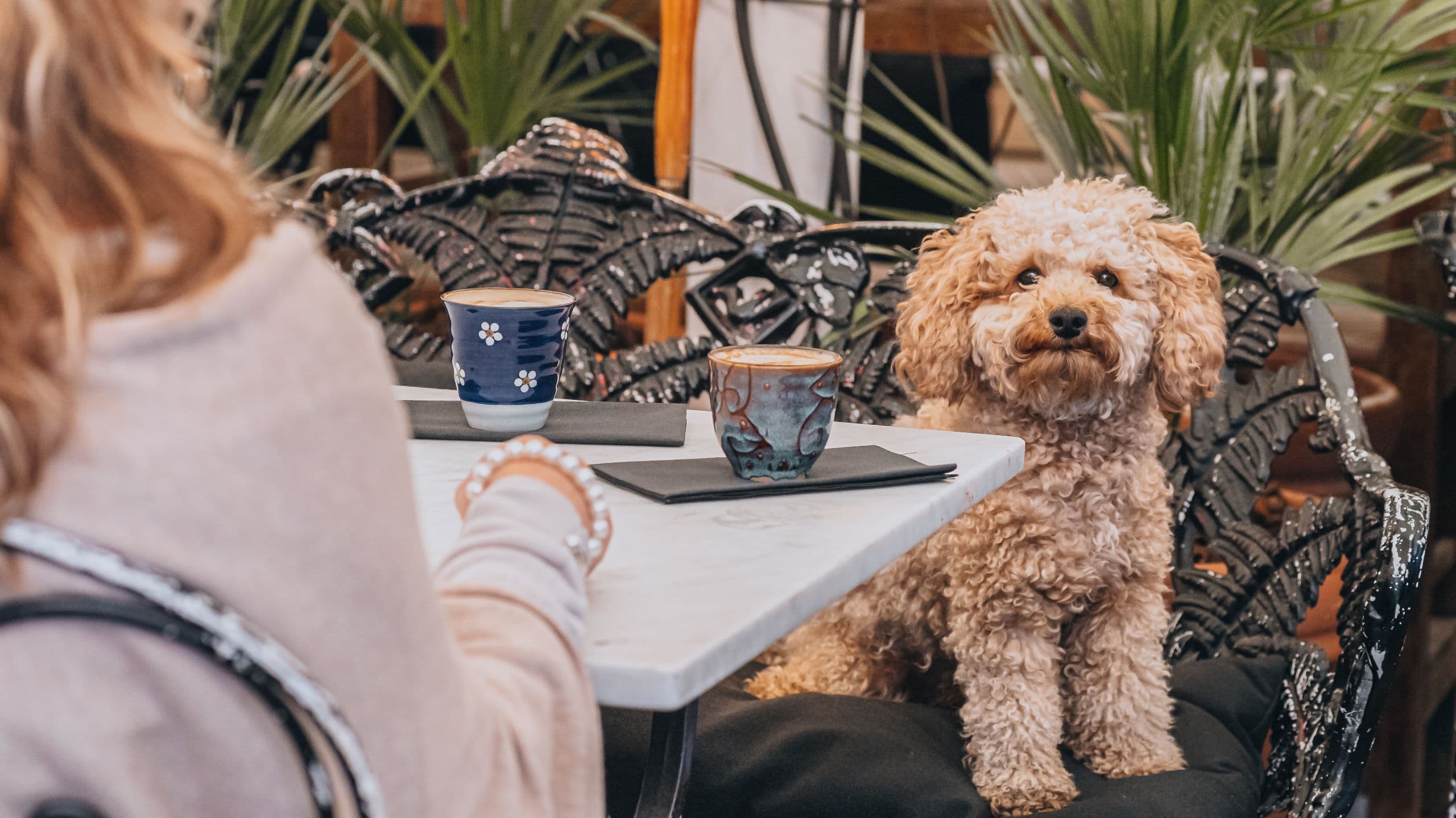 Story Hotel Riddargatan Backyard Patio Coffee With Dog