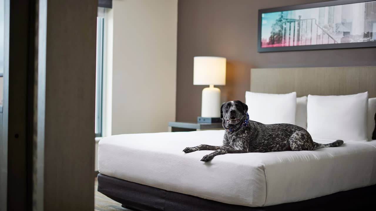 Standard guestroom with dog lying on the bed