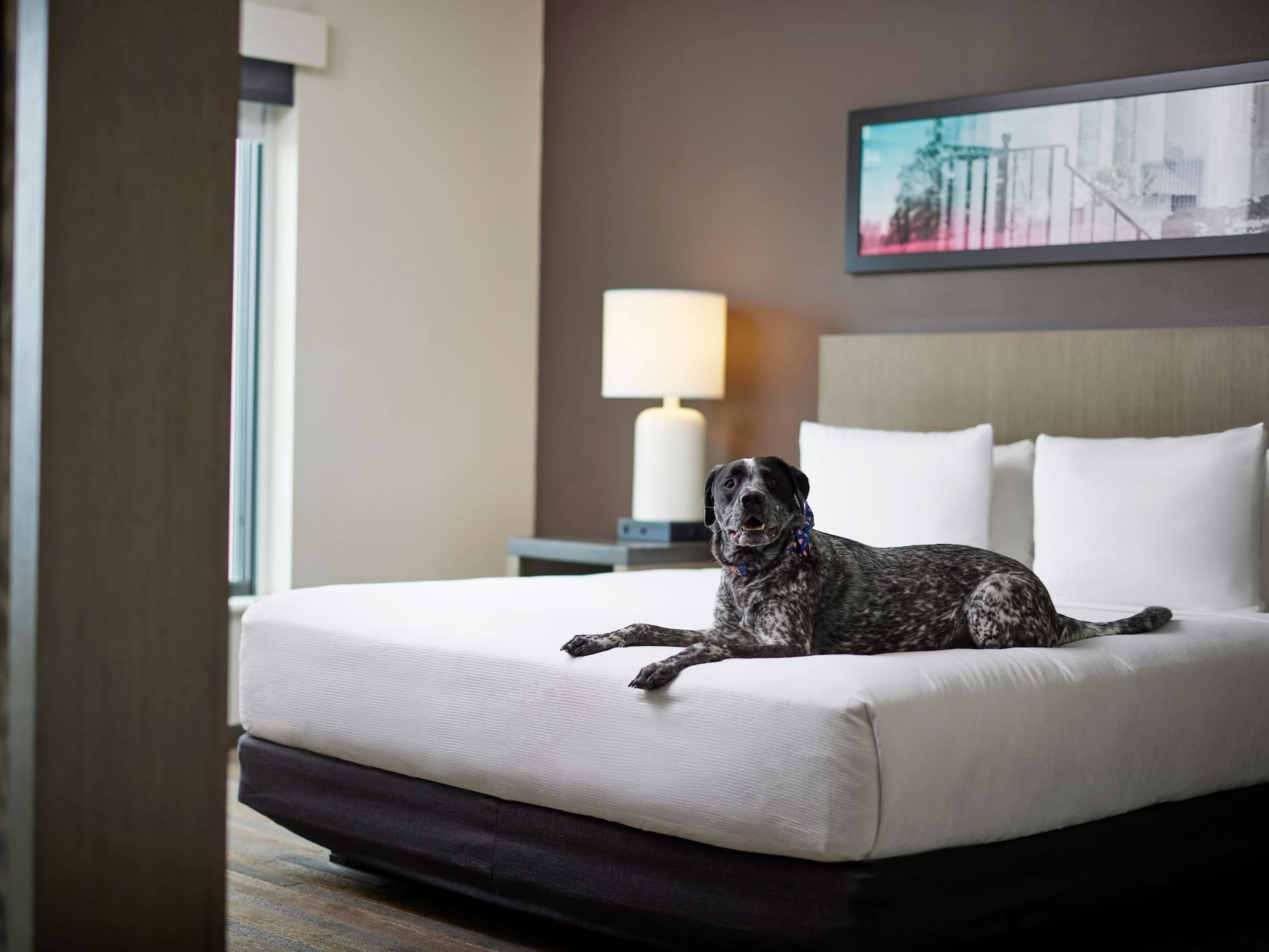 Hyatt House Denver/Downtown Guestroom Dog On Bed