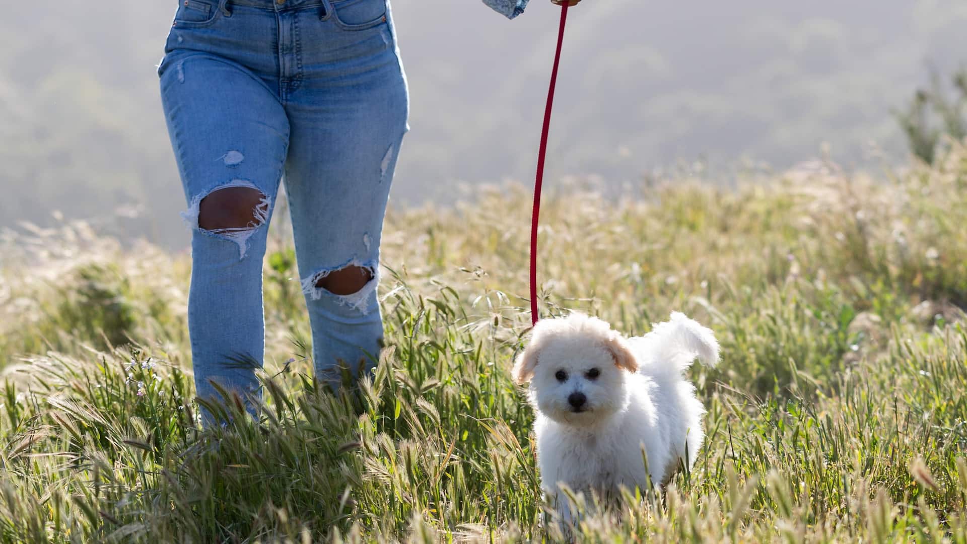 Carmel Valley Ranch Animals Dogs