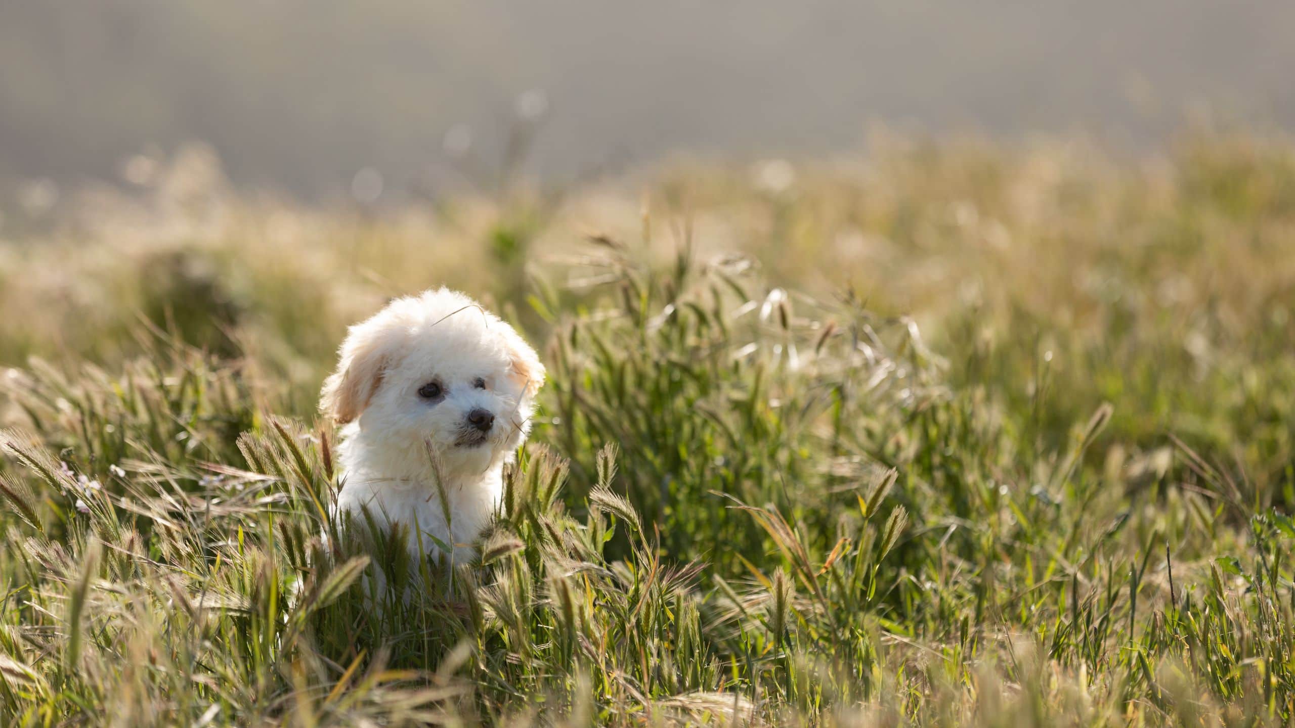 Carmel Valley Ranch Animals Dogs Grass