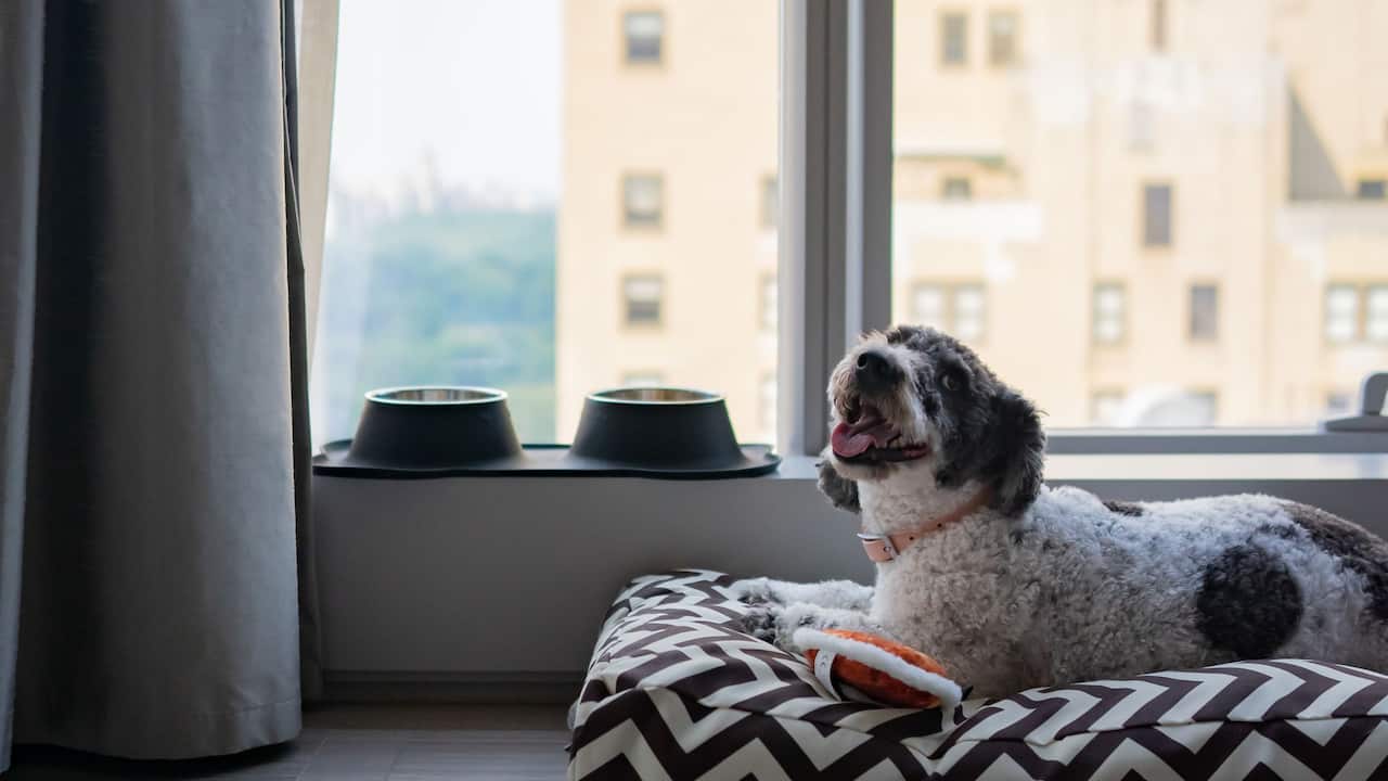 Dog with Park Hyatt Amenities