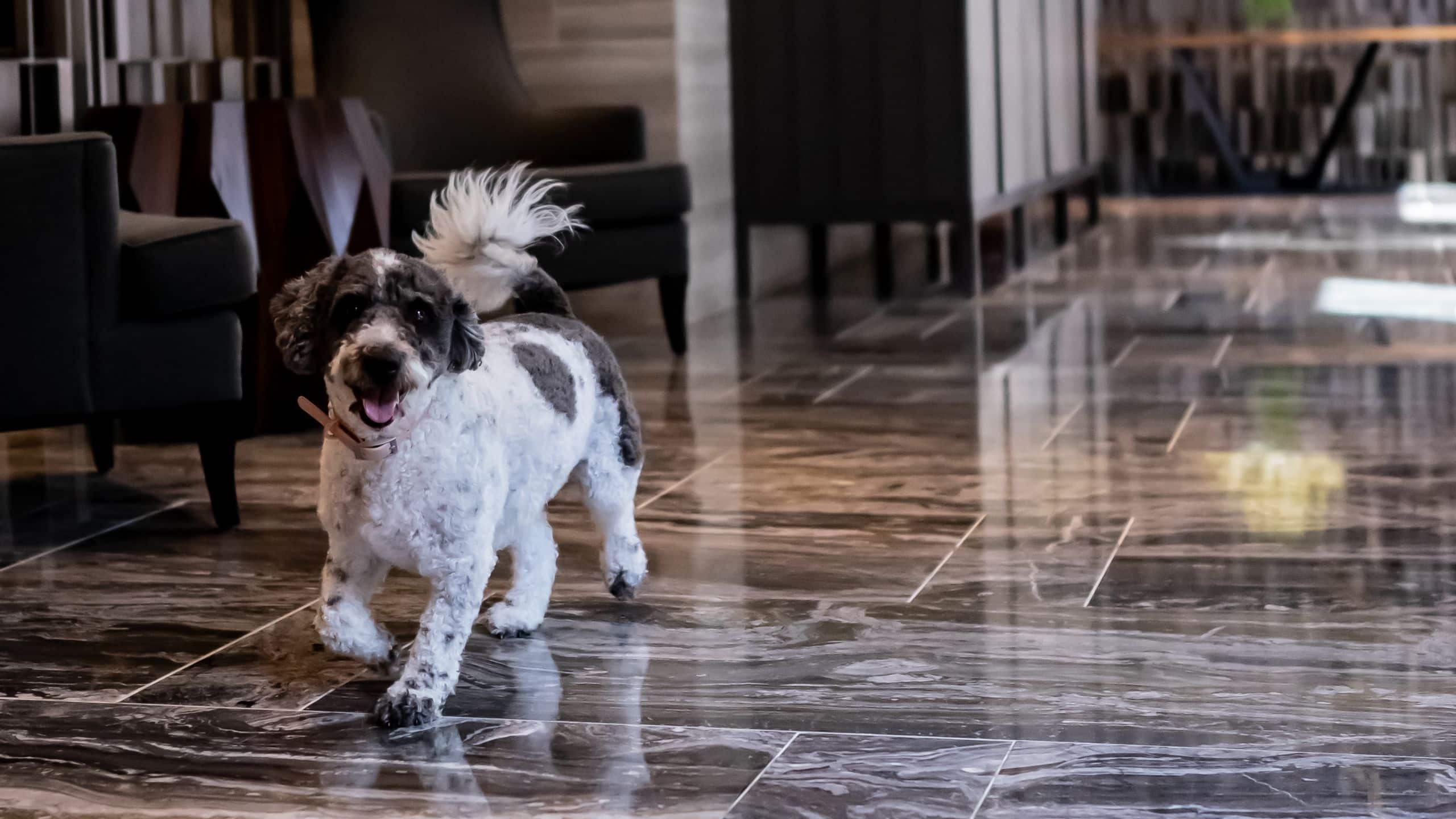 A dog running through the hotel lobby