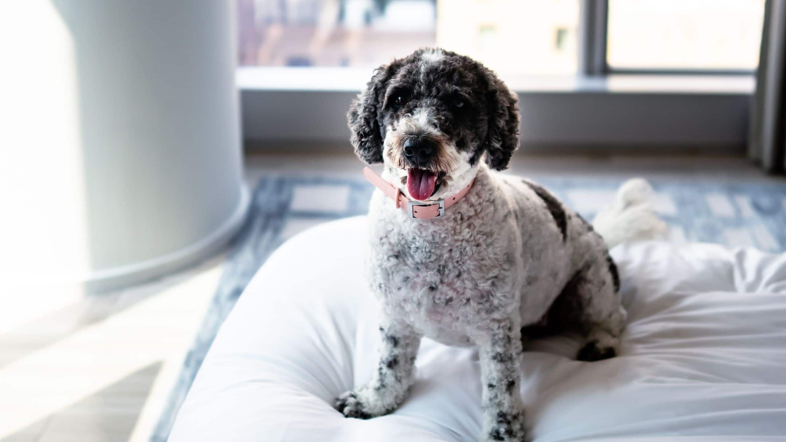 Dog cuddled up on a bed in a hotel room