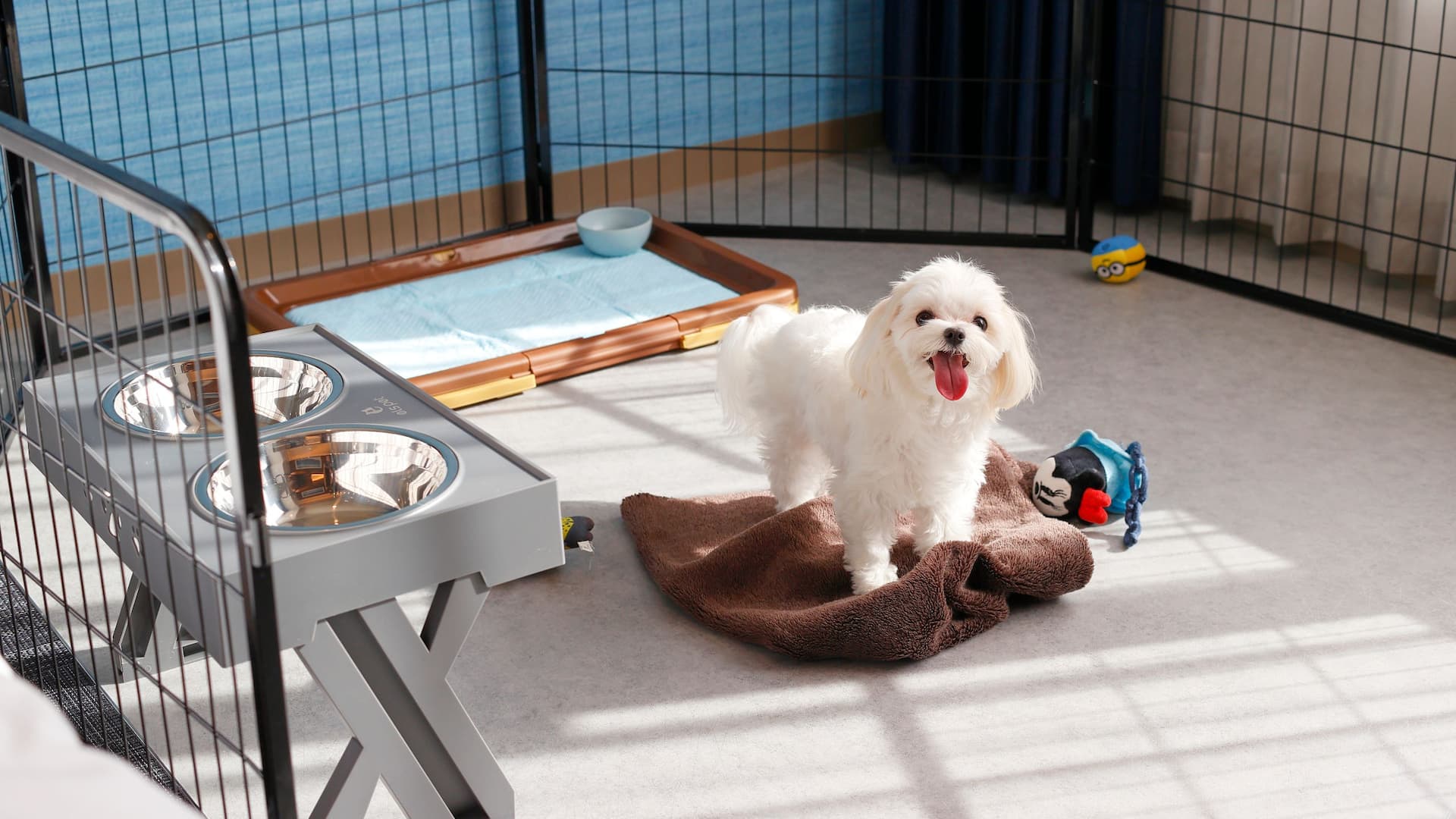 1 von 1 Hyatt Regency Tokyo Bay Pet Friendly Guestroom Dog