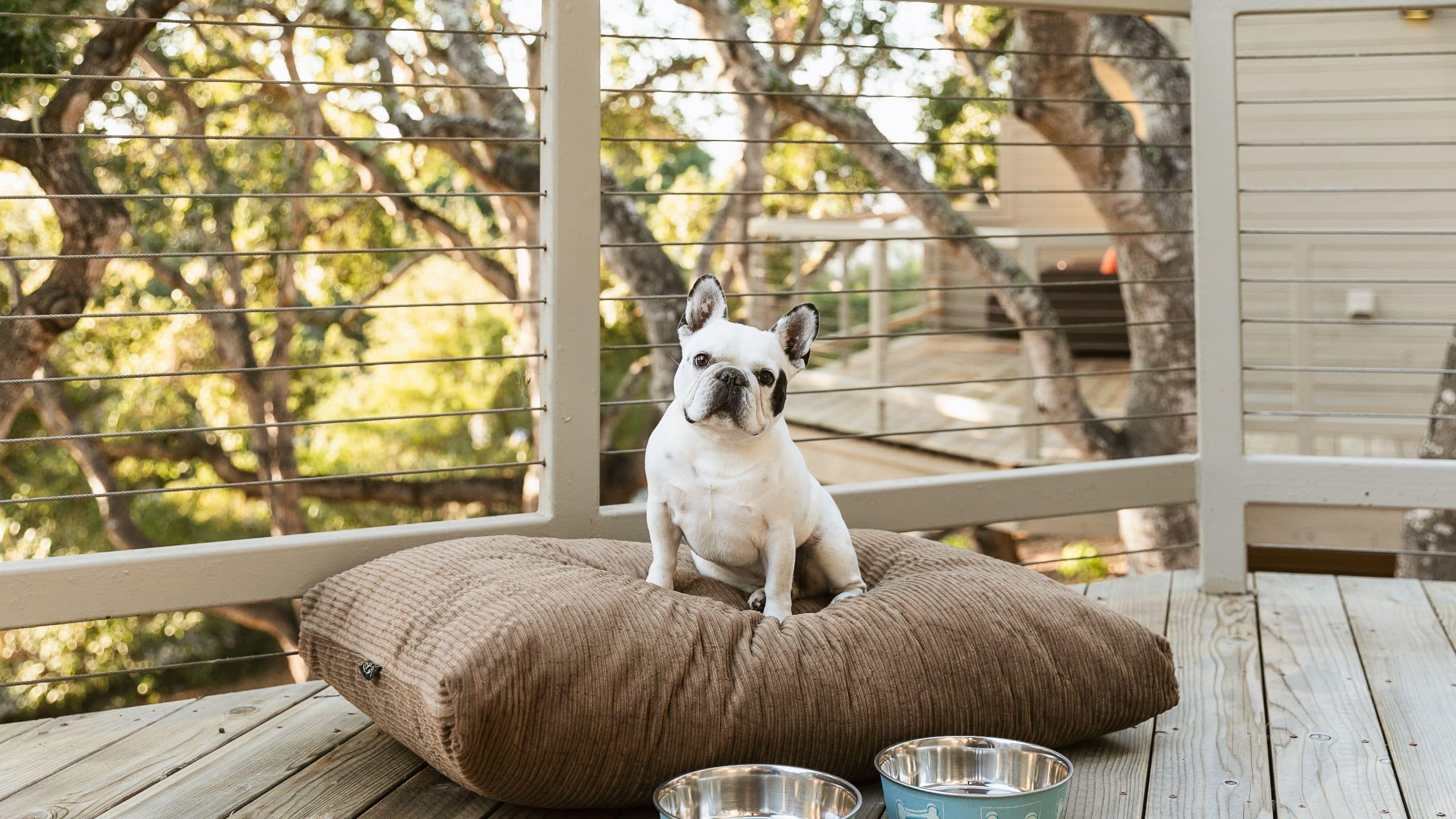 Carmel Valley Ranch Lifestyle Dogs