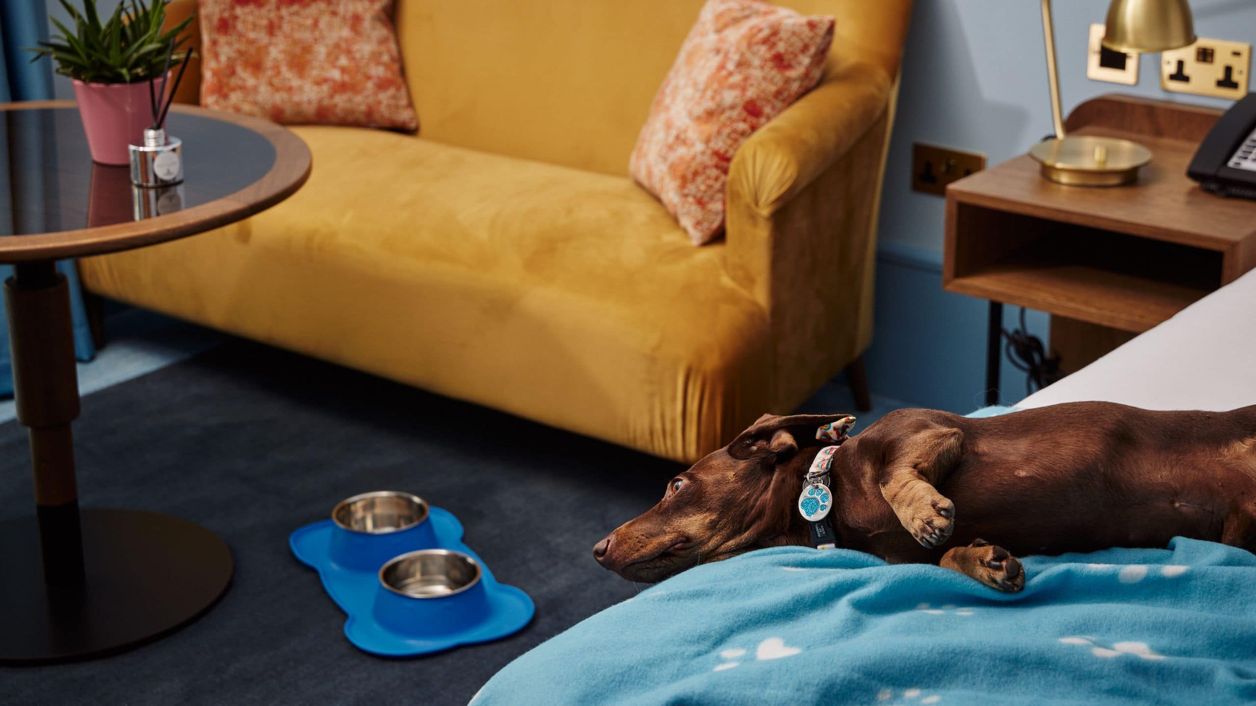 Hyatt Centric Cambridge Guestroom Dog Bed
