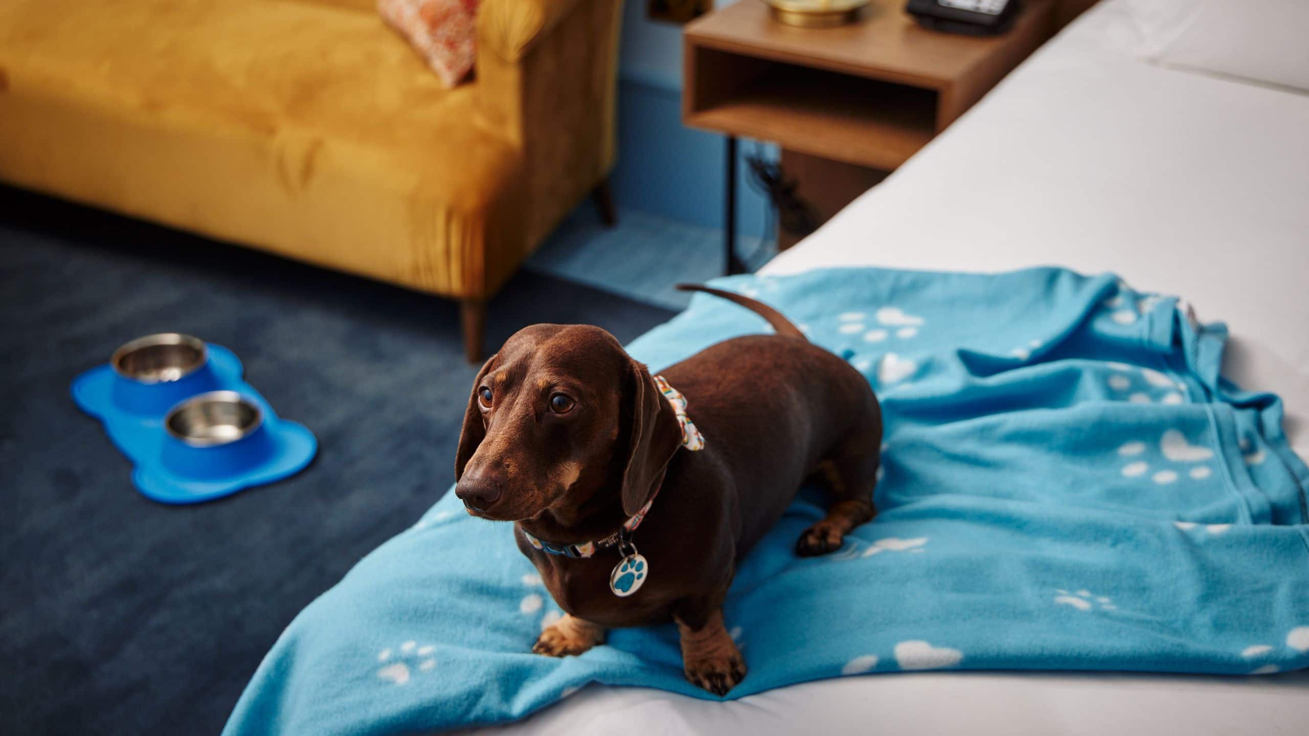 Hyatt Centric Cambridge Guestroom Dog On Bed