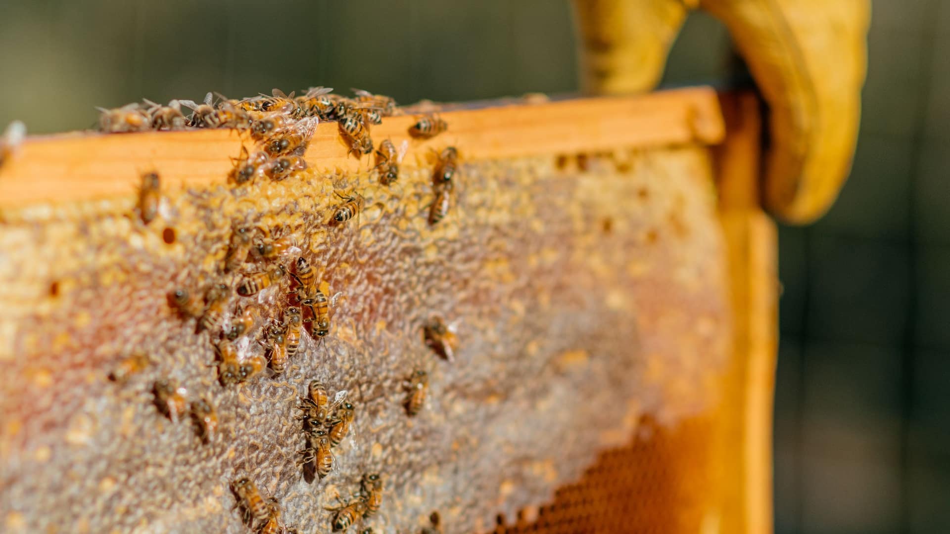 Carmel Valley Ranch Bees Beekeeper Artisan Hive Detail