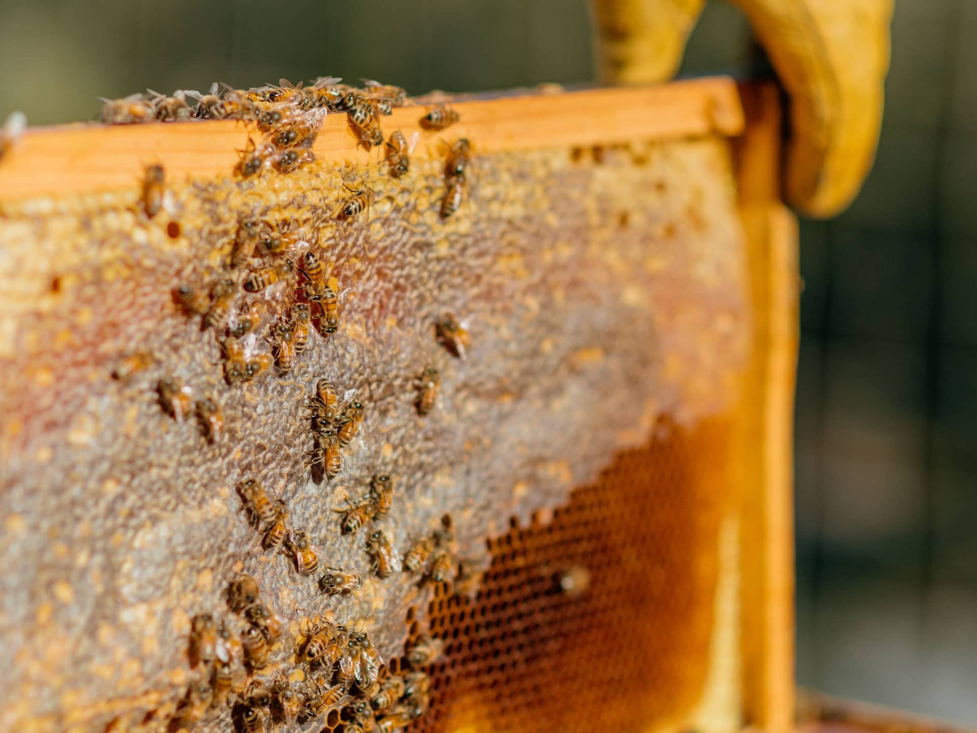 Carmel Valley Ranch Bees Beekeeper Artisan Hive Detail
