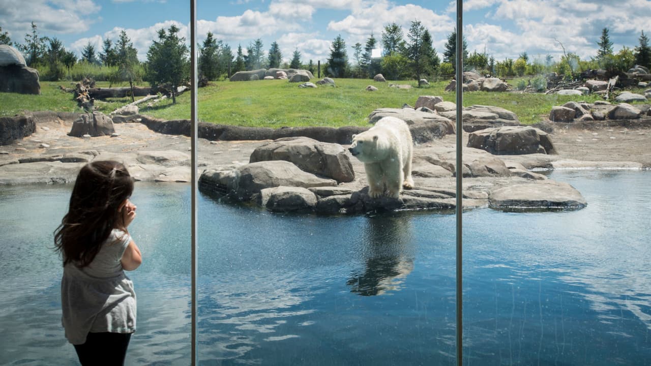 Child Zoo Polar Bear