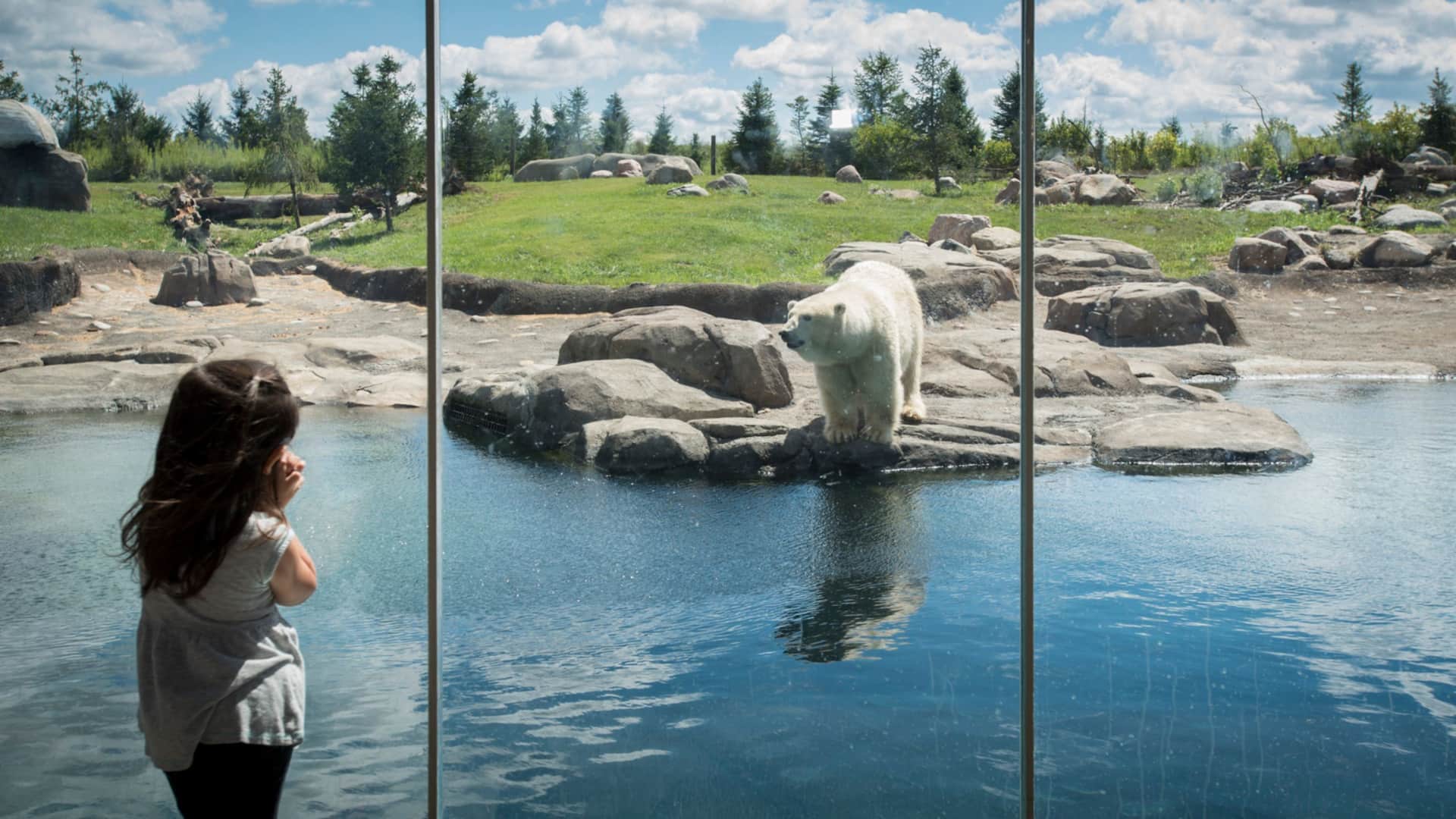 Hyatt Place Columbus / Polaris Child Zoo Polar Bear
