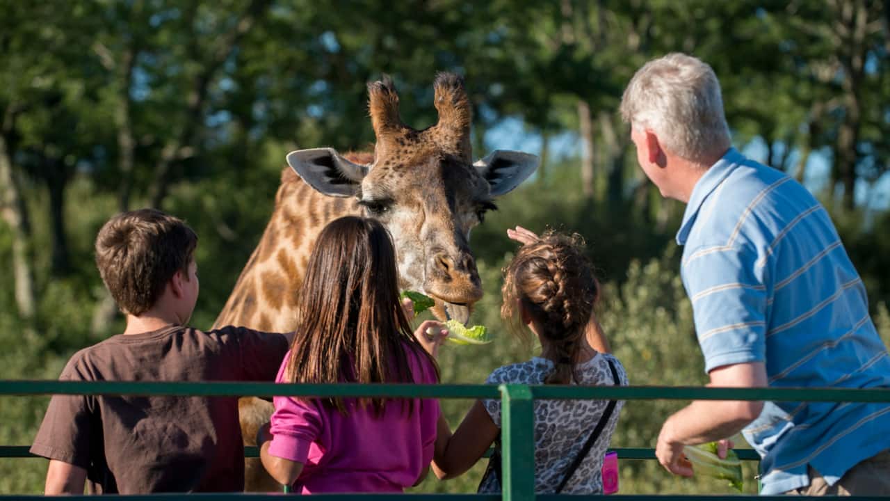 Kids Zoo Giraffe Feeding