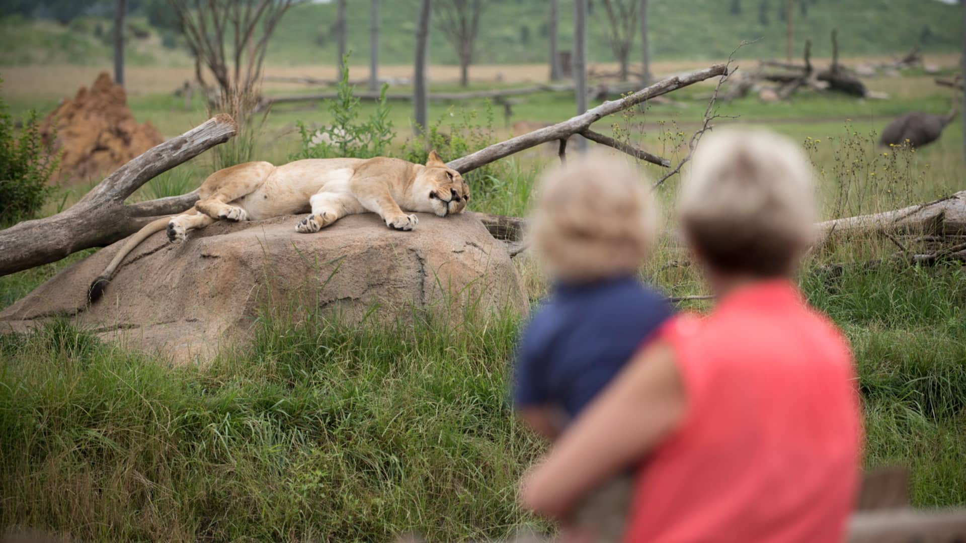 Hyatt Place Columbus / Polaris Family Zoo Lions
