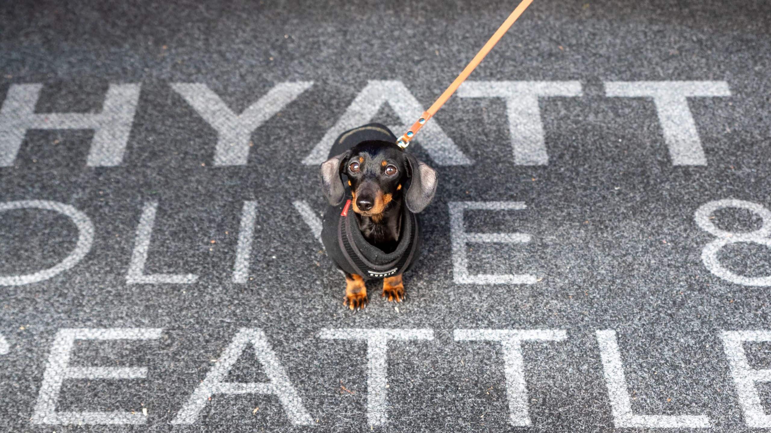 Hyatt at Olive 8 Dog At Entry