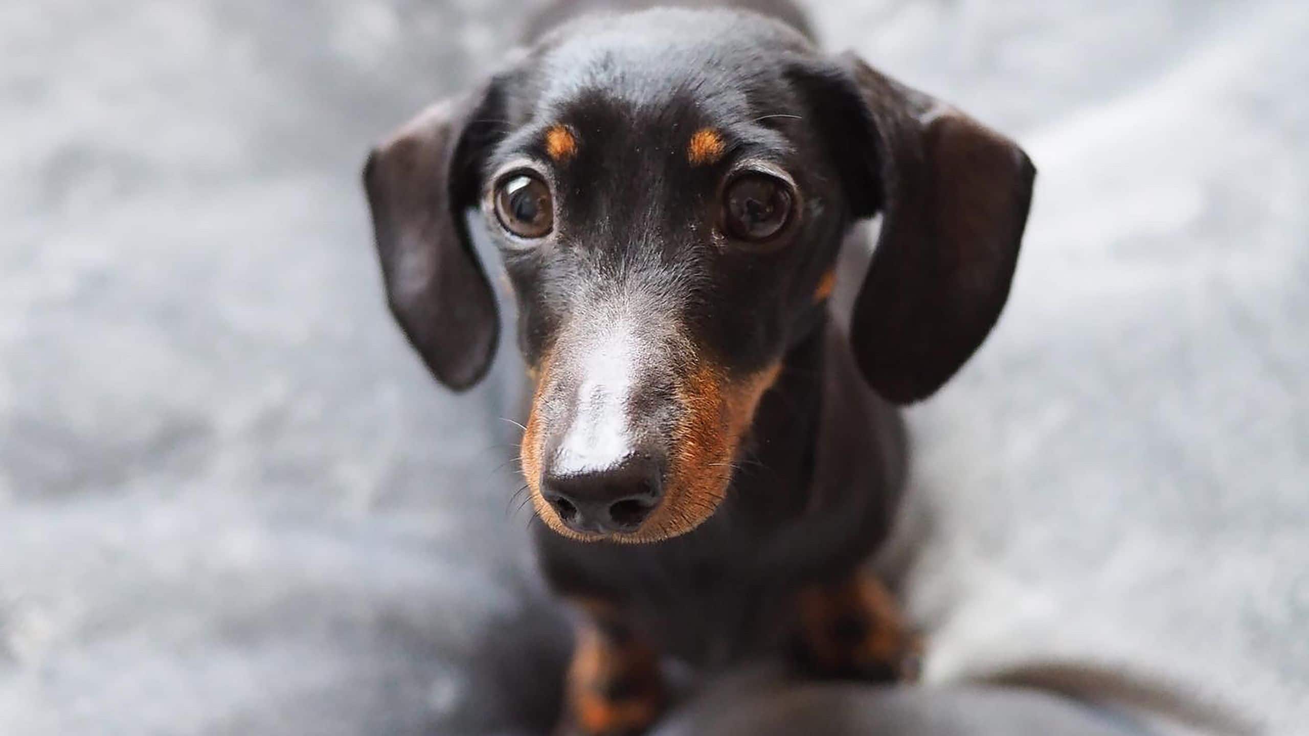 Hyatt at Olive 8 Dog Bed