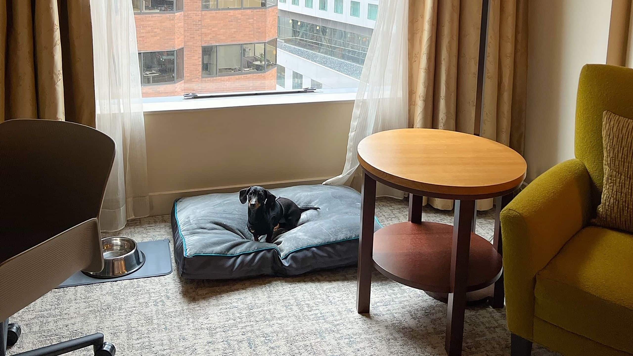Hyatt at Olive 8 Dog Bed