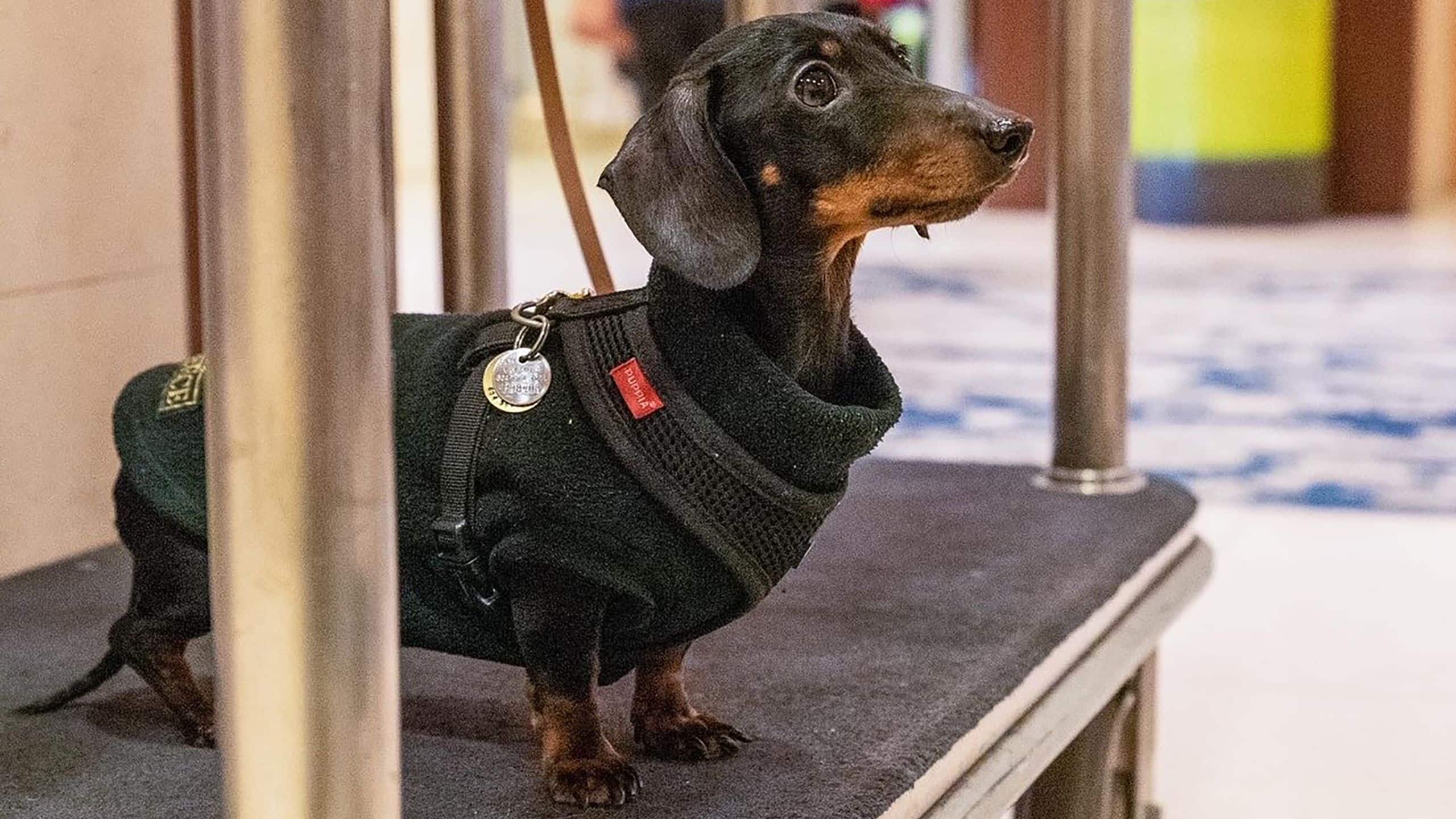 Hyatt at Olive 8 Dog On Bell Cart