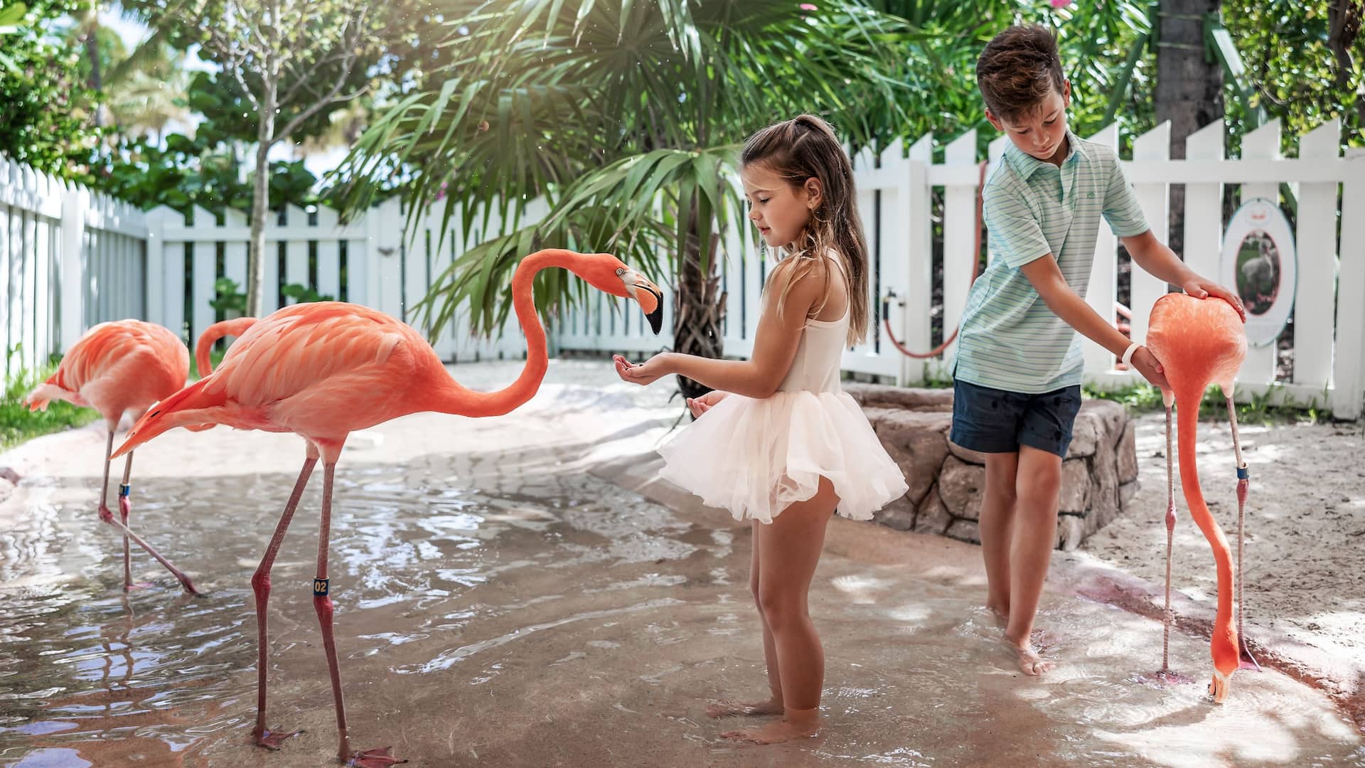 Grand Hyatt Baha Mar Kids Flamingos Meet And Greet