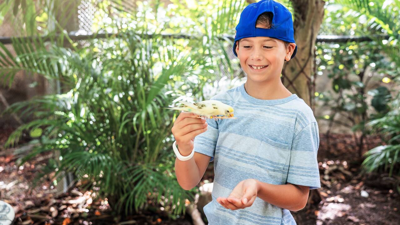 Boy Feeding Aviary Bird
