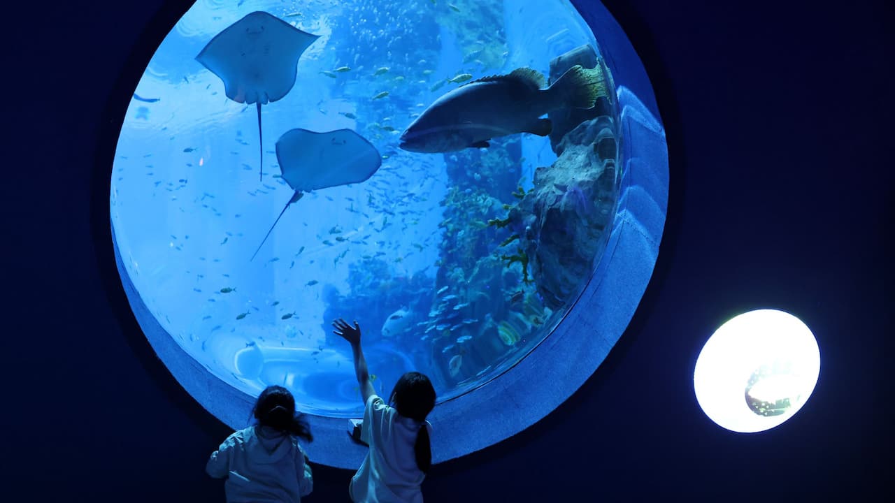 Children At Aquarium