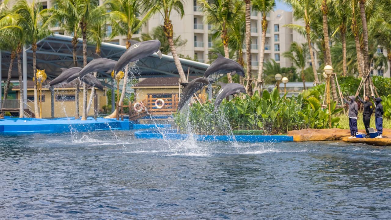 Dolphin Show