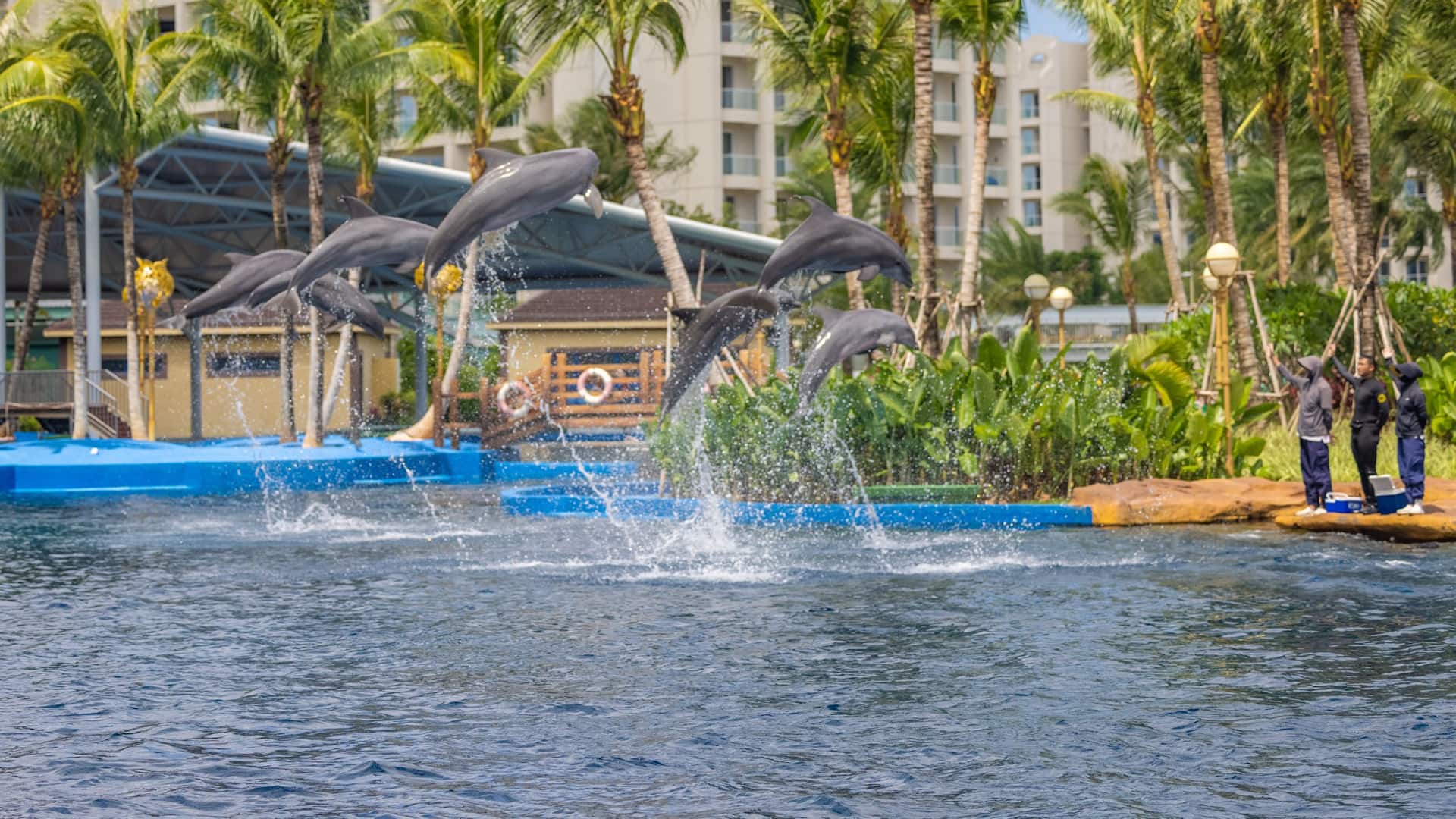 Hyatt Regency Hainan Ocean Paradise Resort Dolphin Show