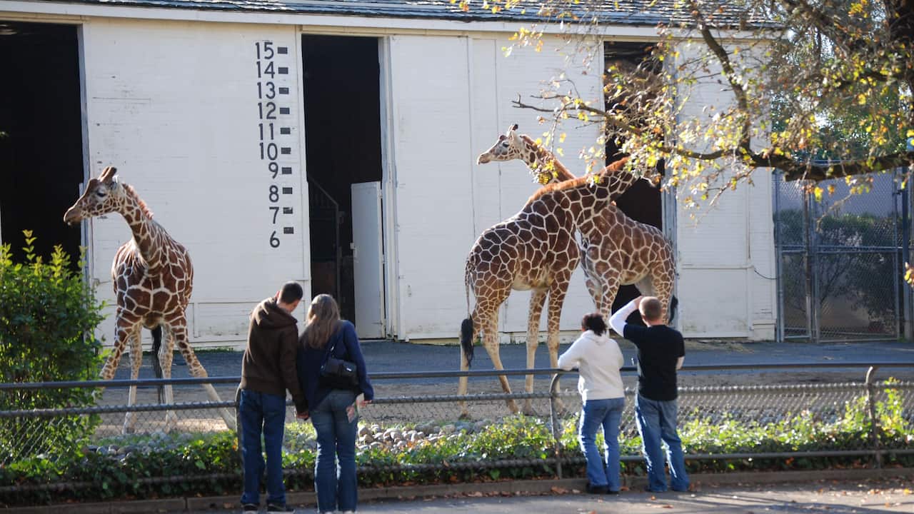 Sacramento Zoo Giraffes