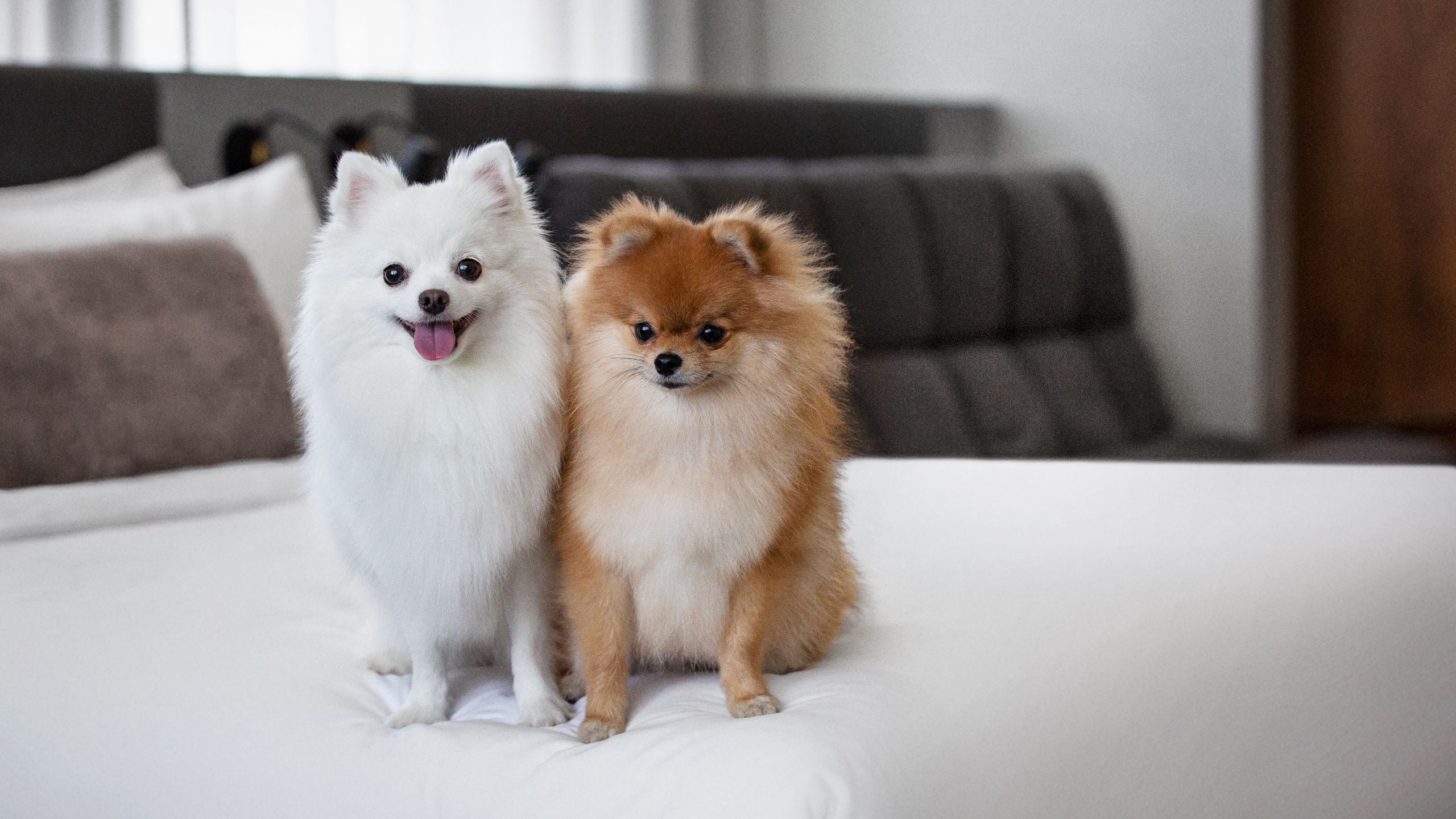 EPISODE Hsinchu Pet Friendly