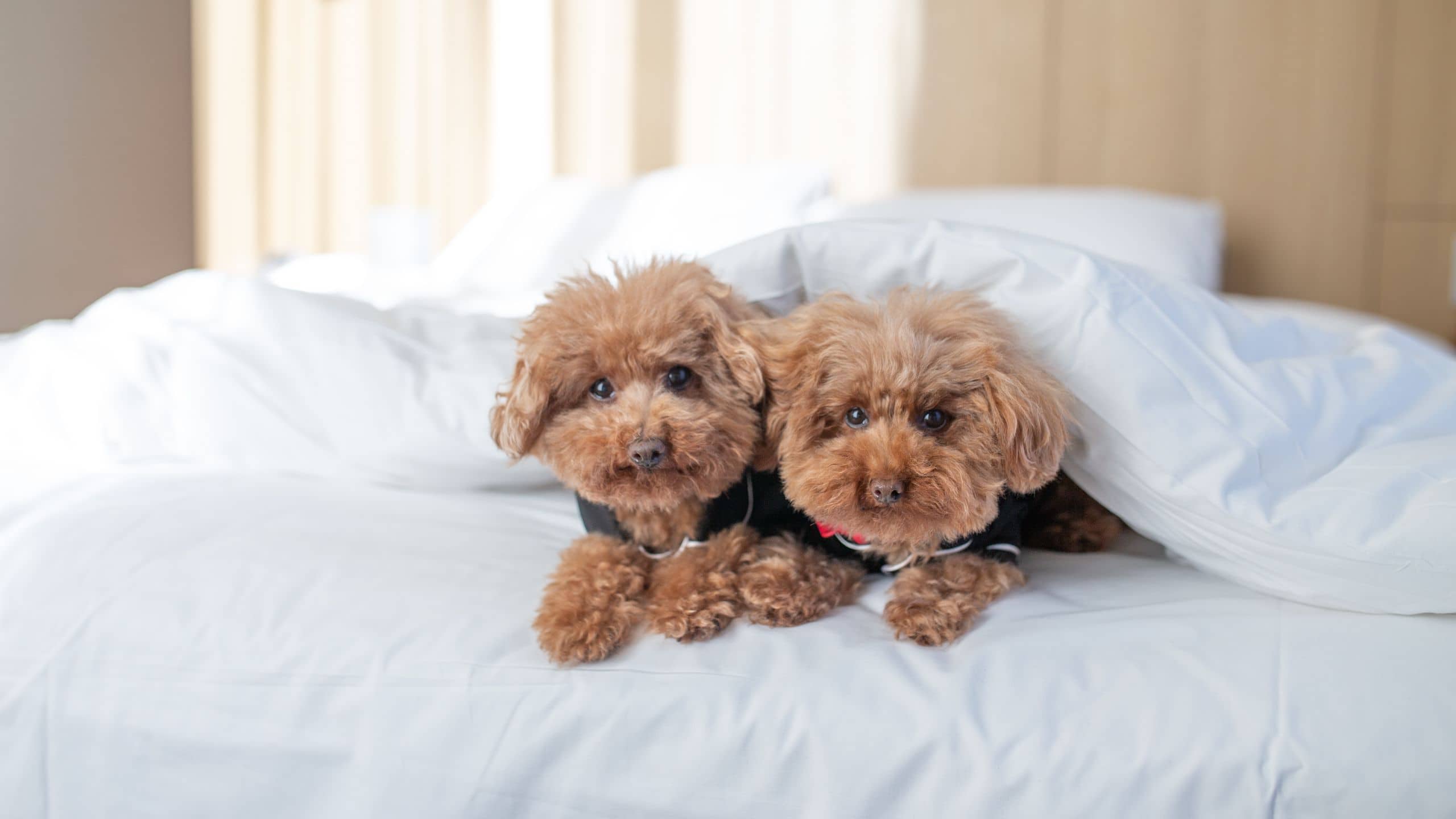 Hyatt Centric Melbourne Pet Dog Under Covers