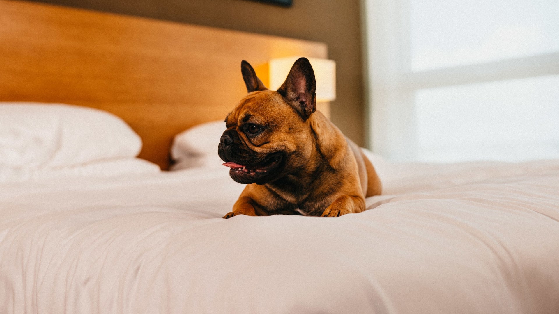 Hyatt Place Amsterdam Airport Hyatt Place Amsterdam Airport Dog