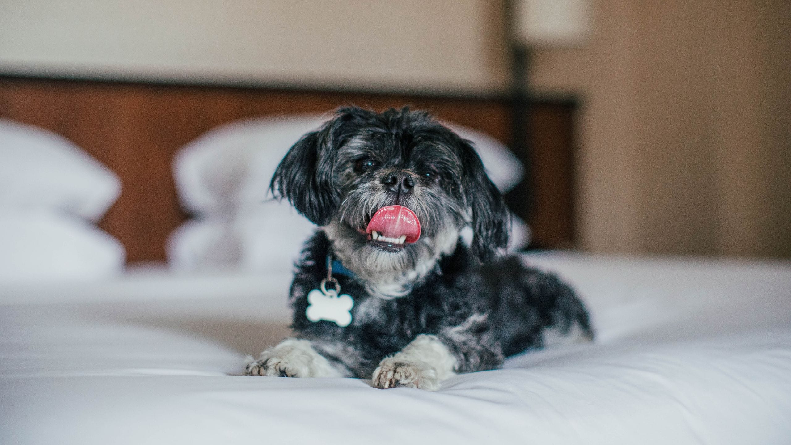 The Bellevue Hotel Dog In Guestroom