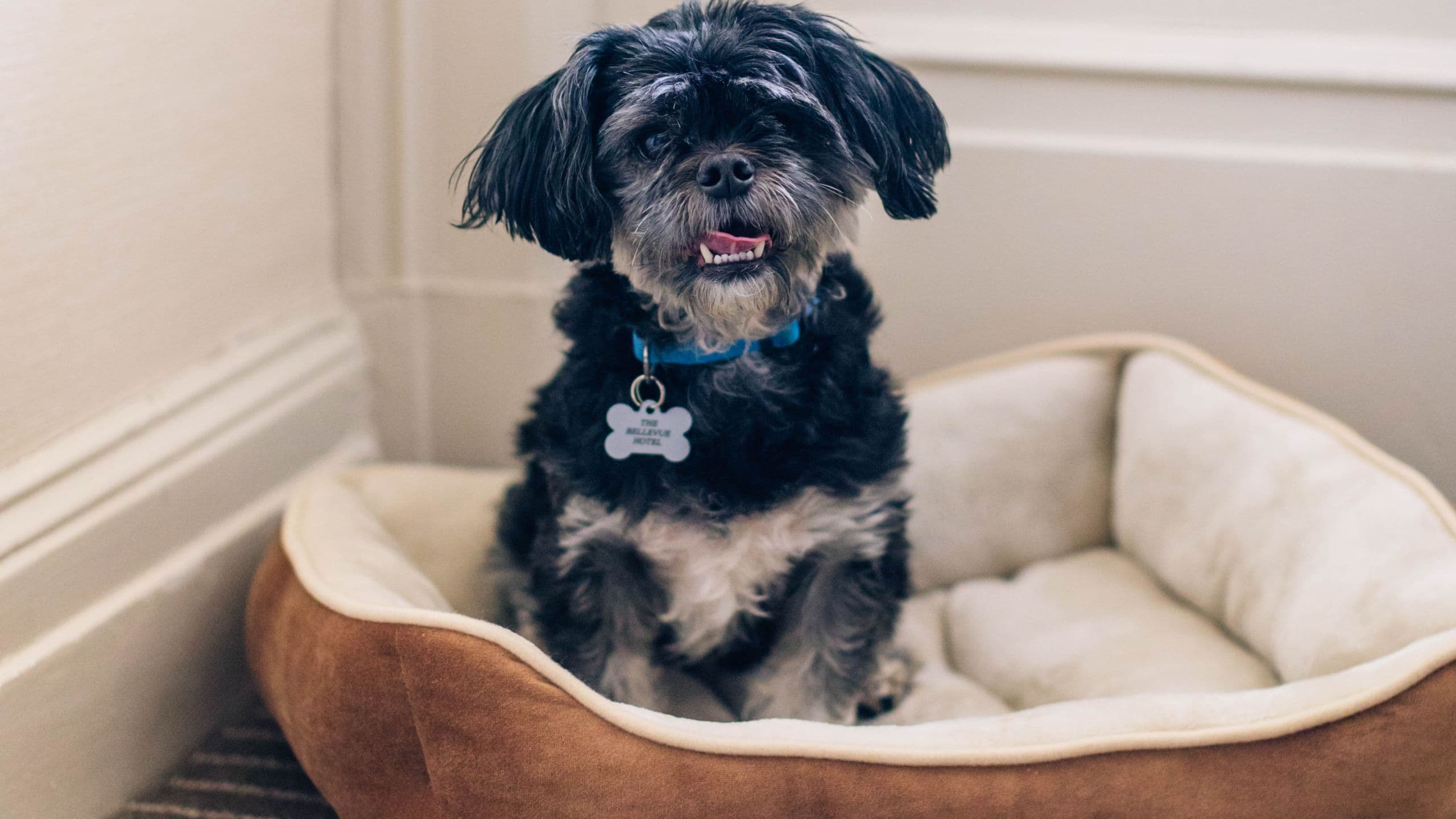 The Bellevue Hotel Pet Friendly Vertical View