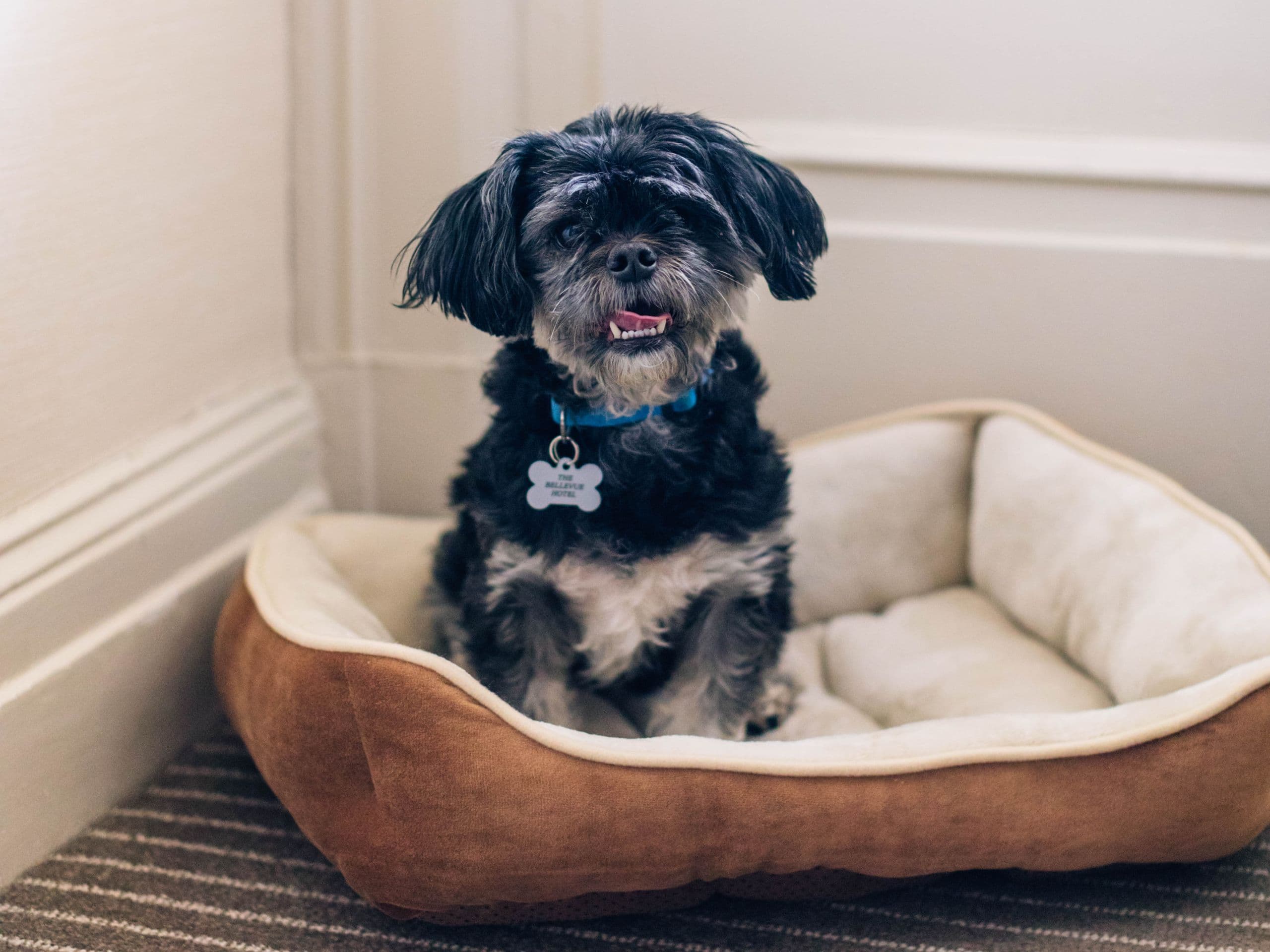 The Bellevue Hotel Pet Friendly Vertical View