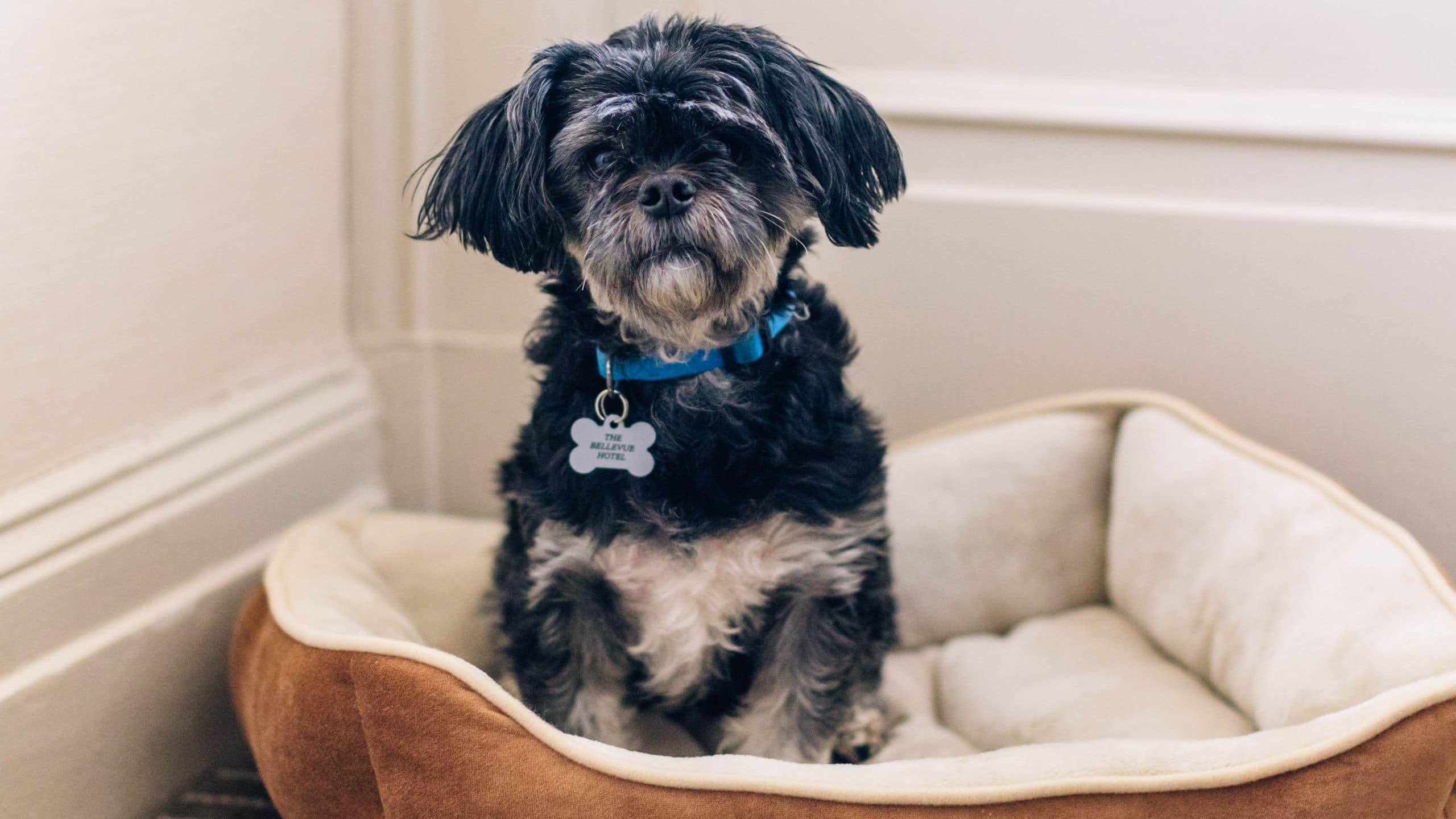 The Bellevue Hotel Pet Friendly