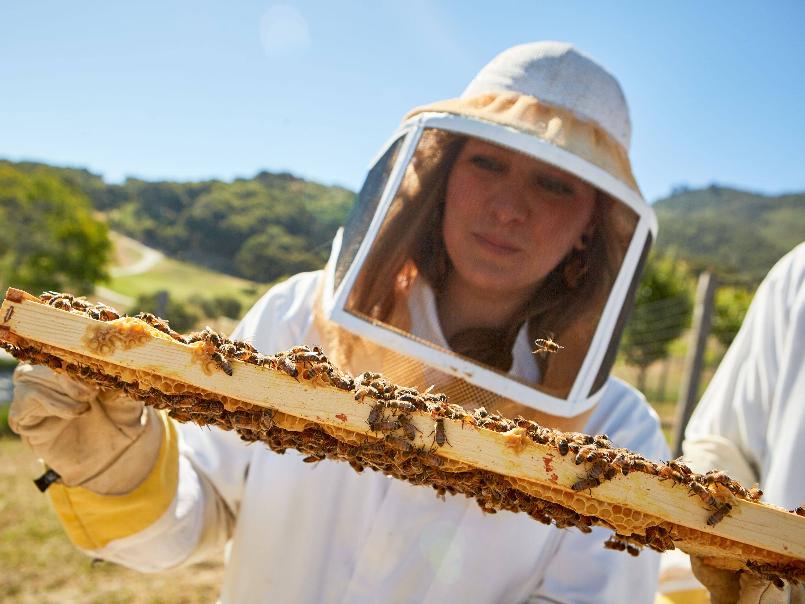 Carmel Valley Ranch Activities Beekeeper Mariah Hive Frame
