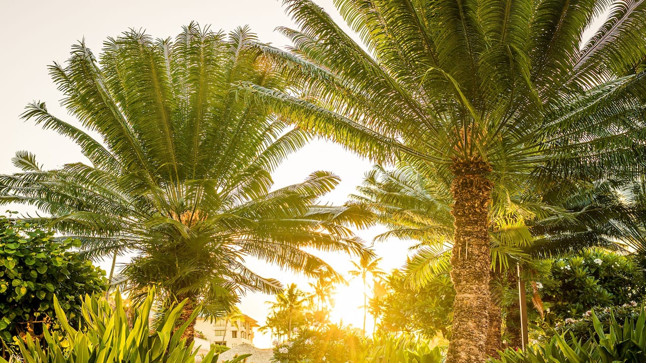 Lush Gardens