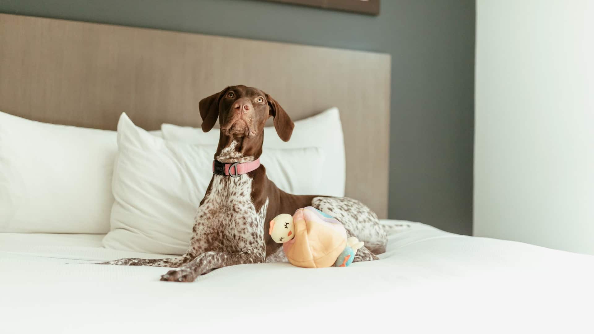 Hyatt House San Juan Pet Friendly Dog Bed