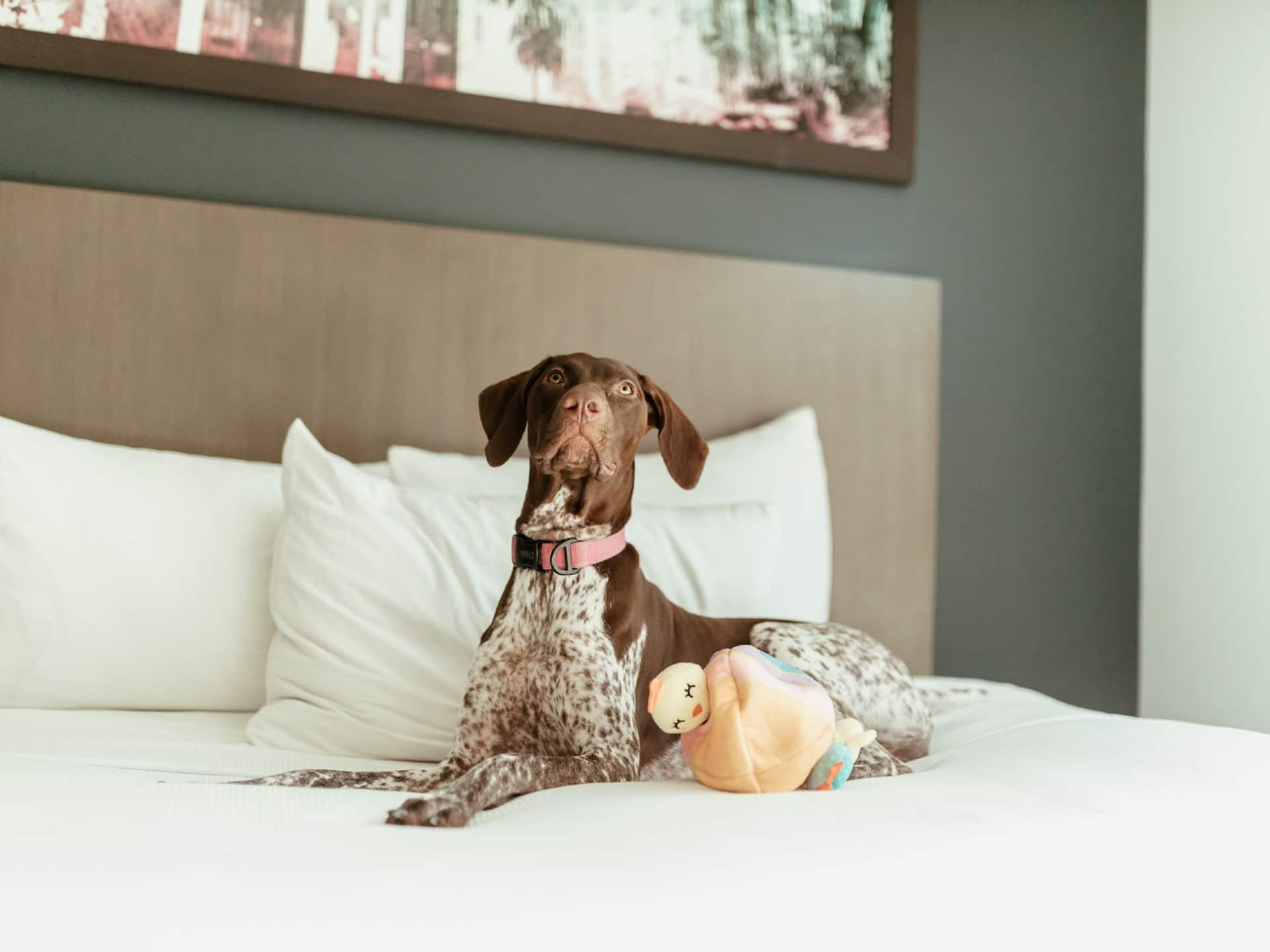 Hyatt House San Juan Pet Friendly Dog Bed