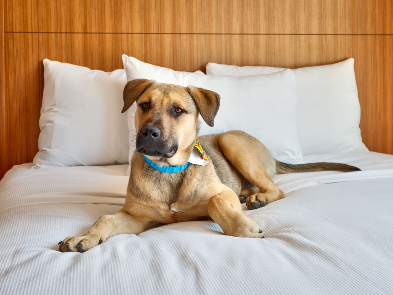 Dog Friendly Guestroom Bed