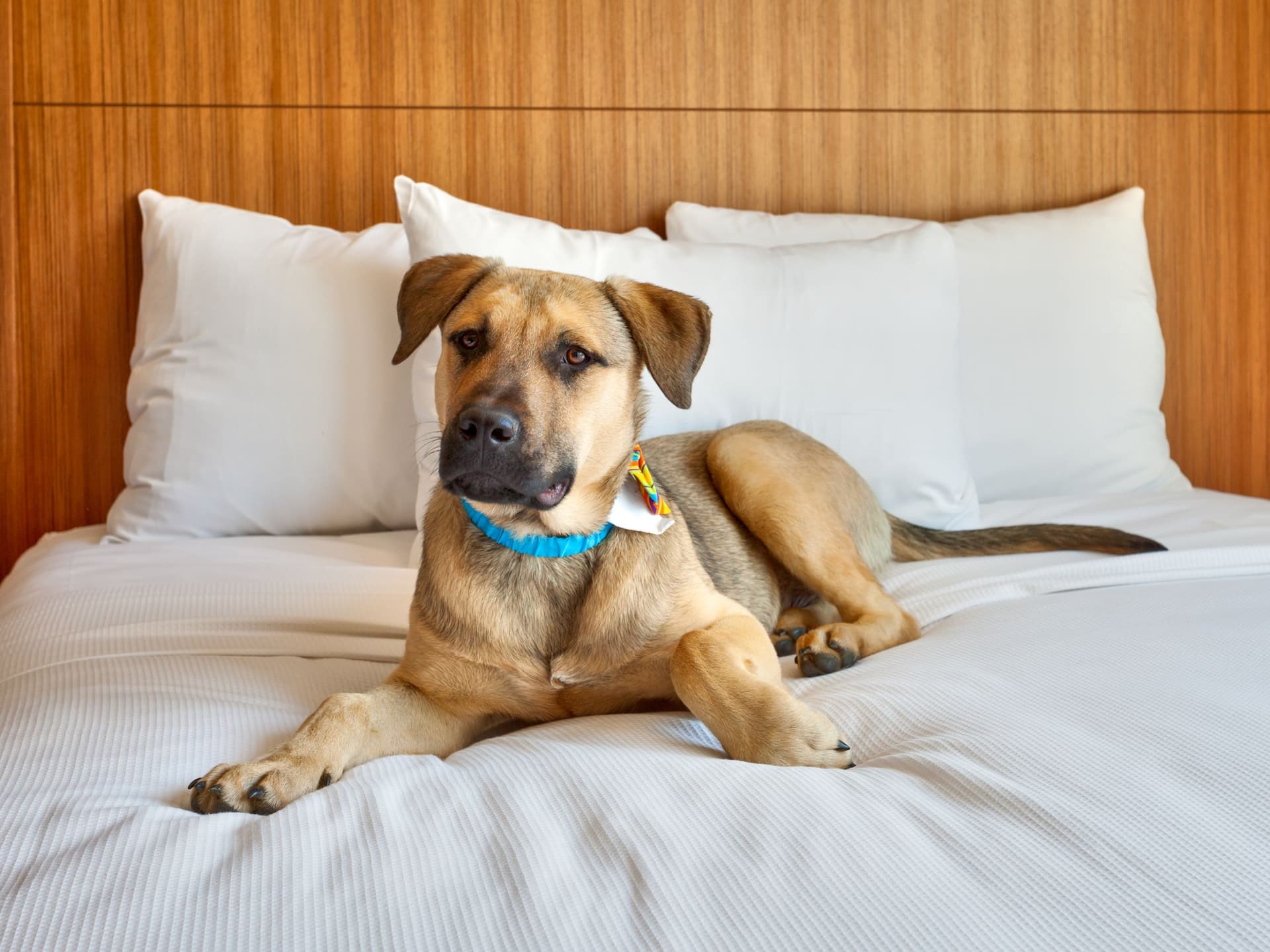 Hyatt Place Park City Dog Friendly Guestroom Bed