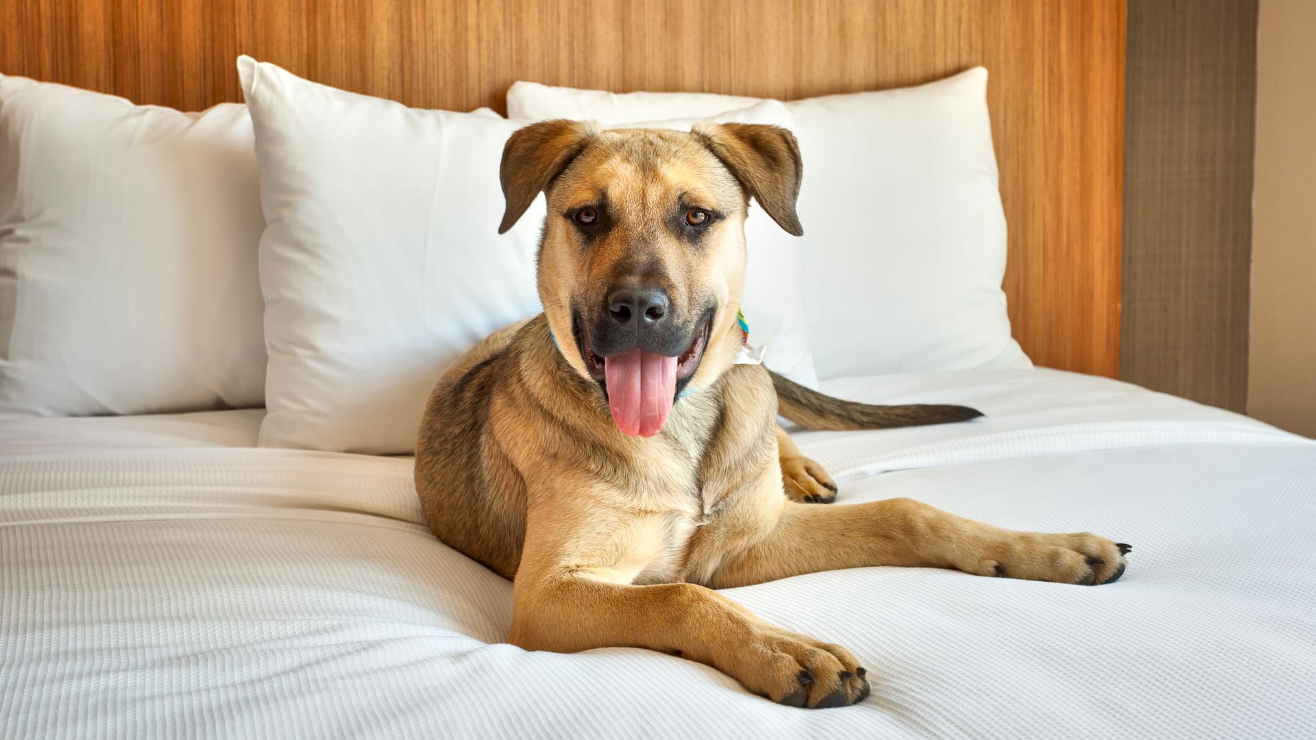 Hyatt Place Park City Dog Friendly