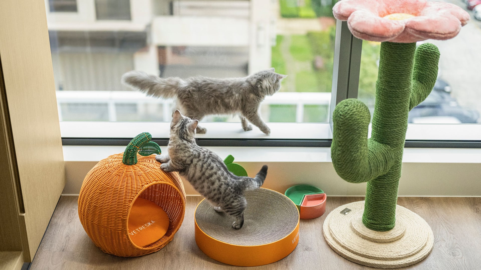 2/4 Hyatt Place New Taipei City Xinzhuang Cats Playing