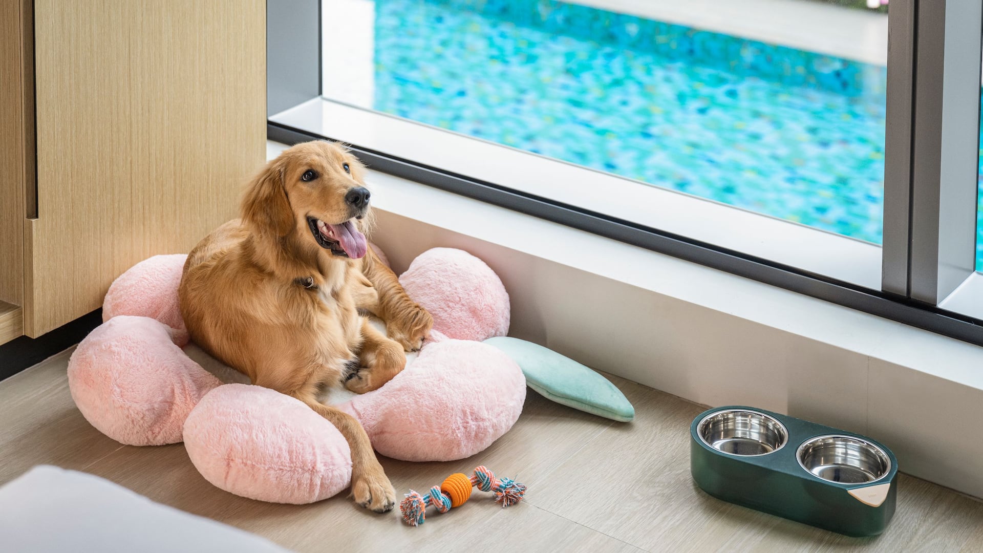 2/4 Hyatt Place New Taipei City Xinzhuang Dog in Bed